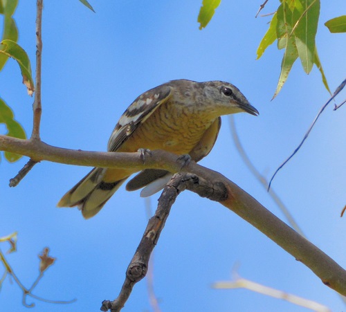 Varied triller female 2