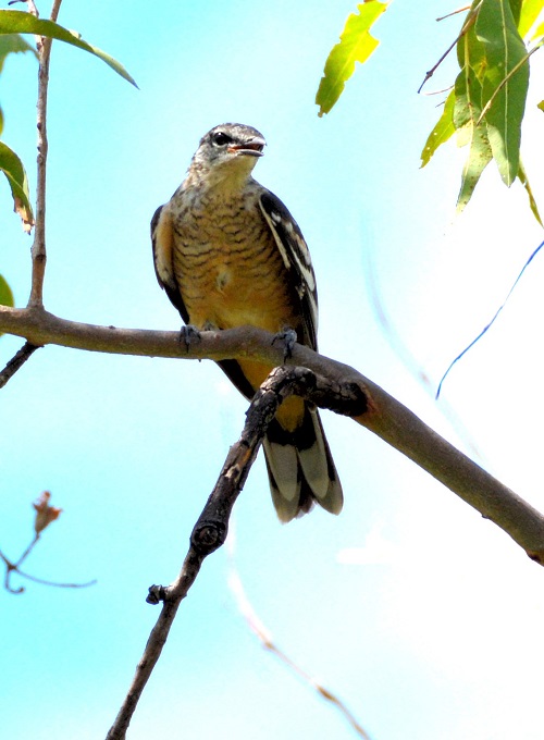 Varied triller female