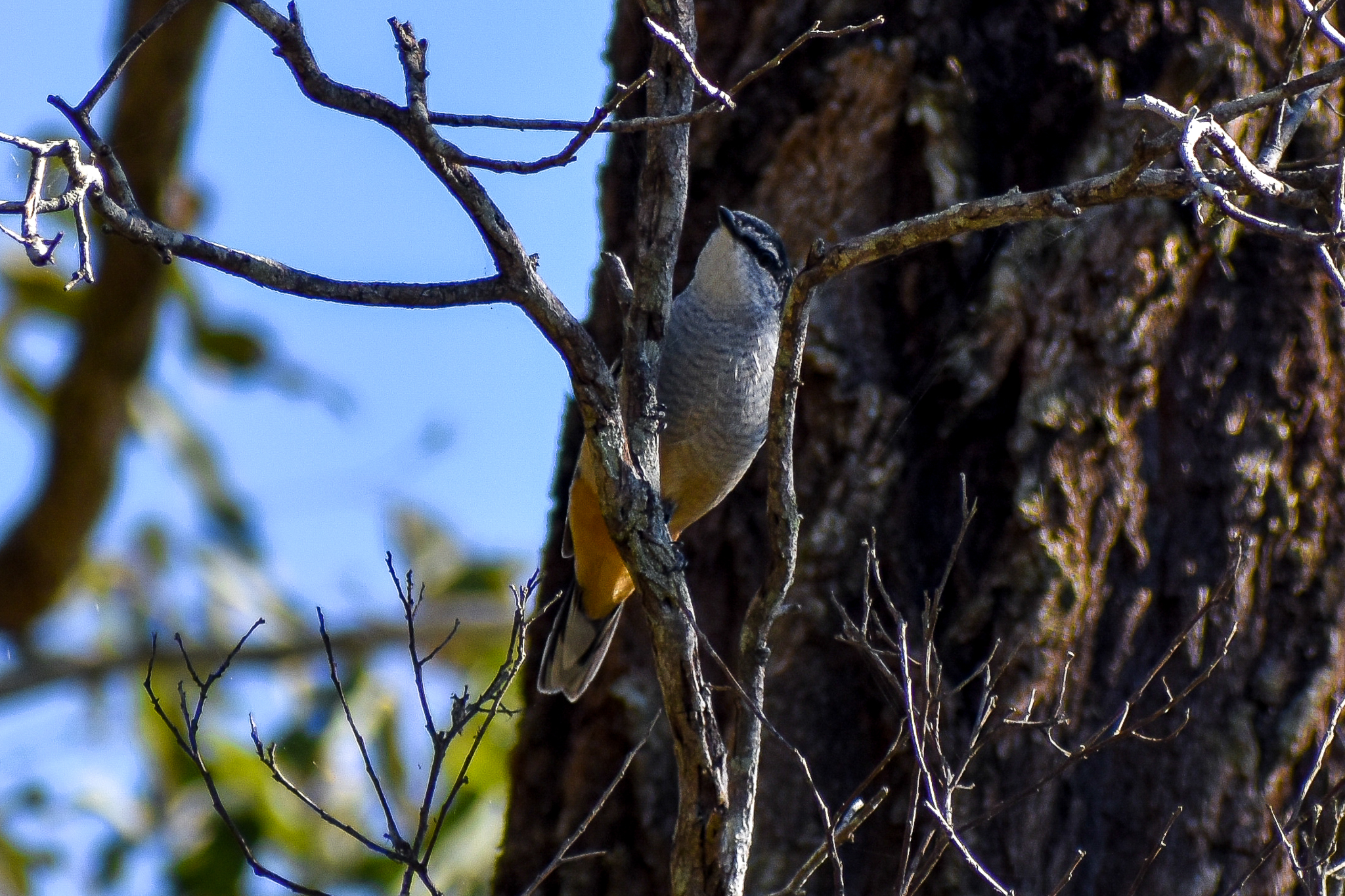Varied Triller (Lalage leucomela)