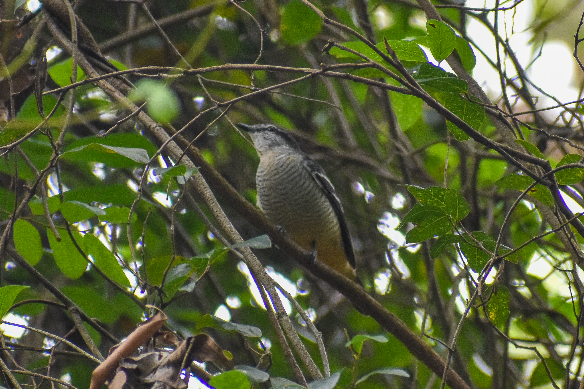 Varied Triller (Lalage leucomela)