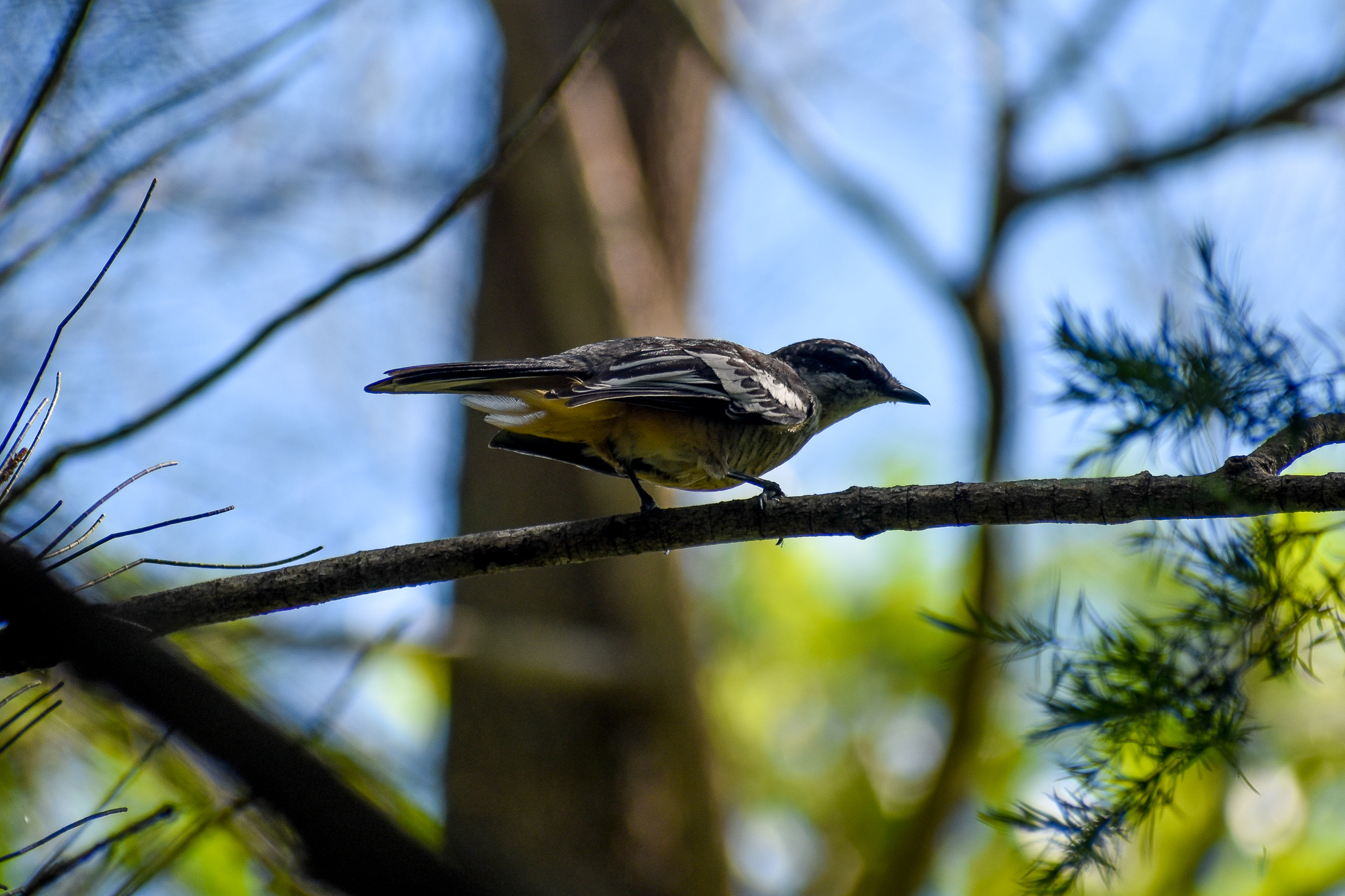 Varied Triller (Lalage leucomela)