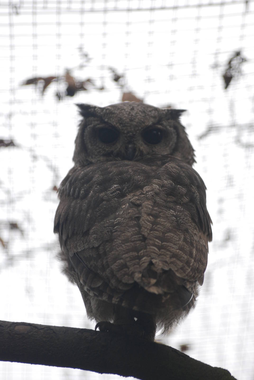 Variegated Eagle Owl at Cotswold Falconry 05/03/11
