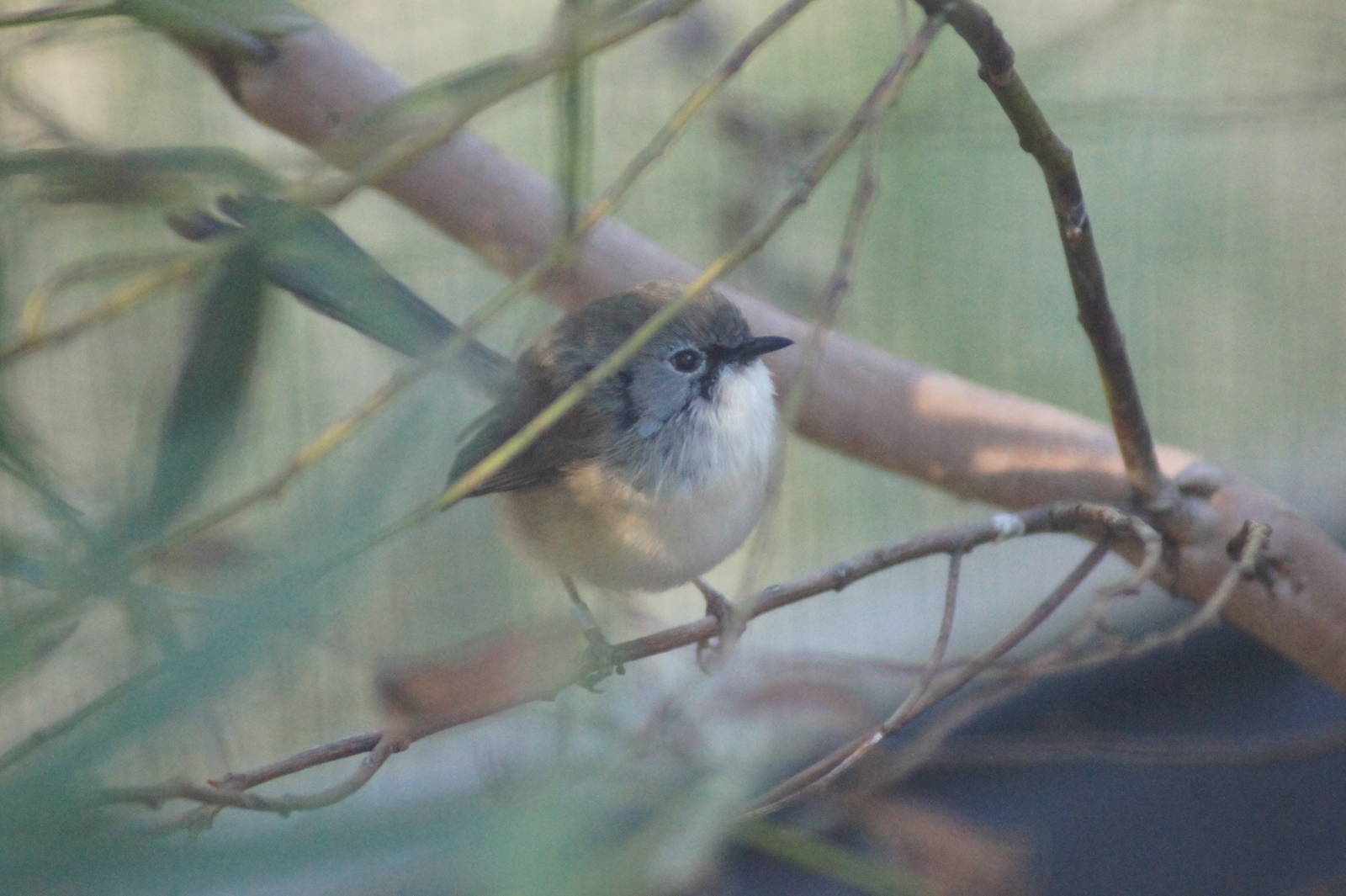 Variegated fairy wren female
