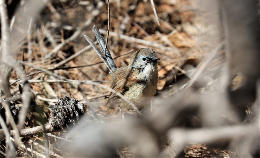 Variegated Fairy Wren (male in eclipse)