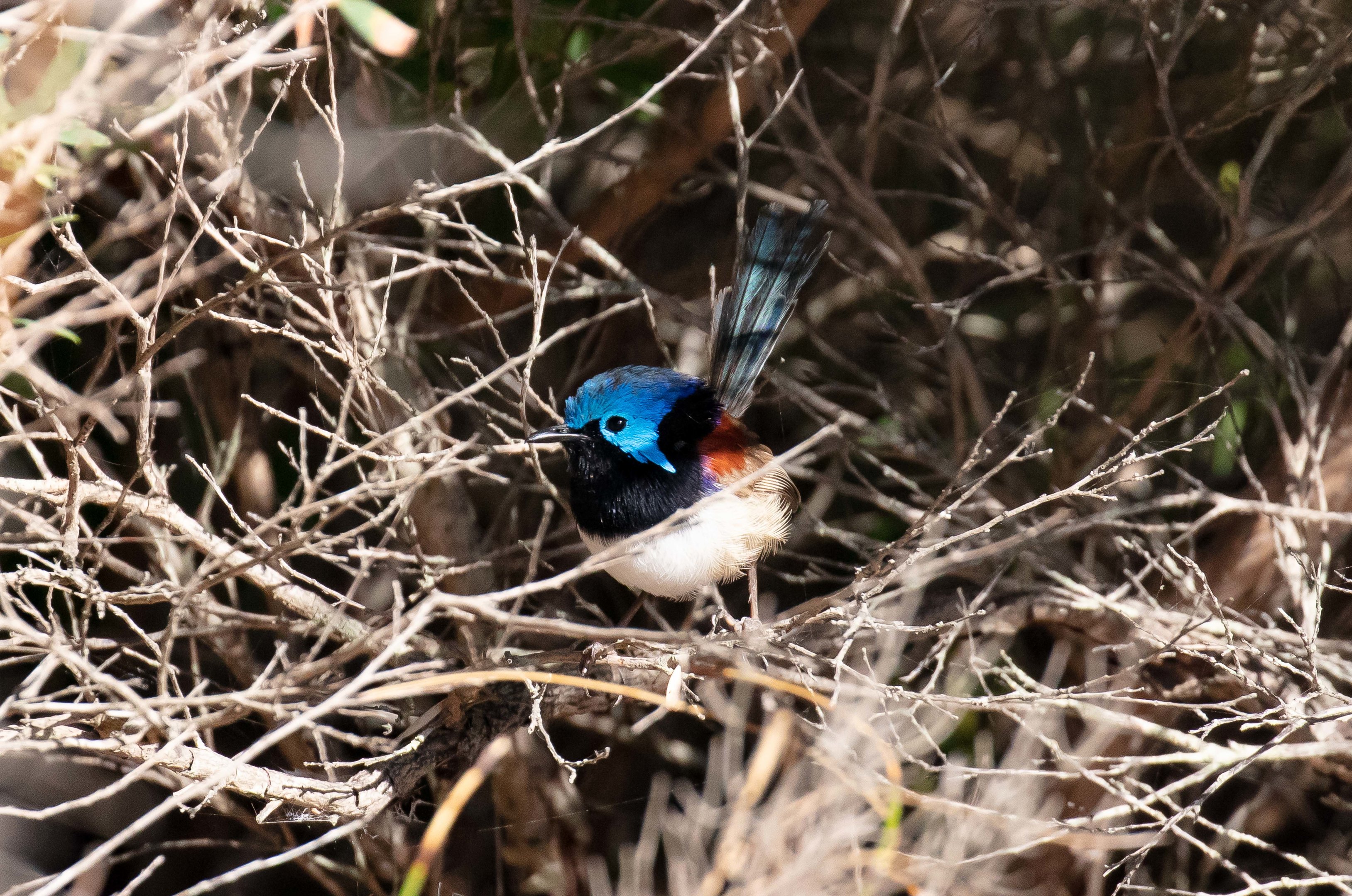 Variegated Fairy Wren (male)