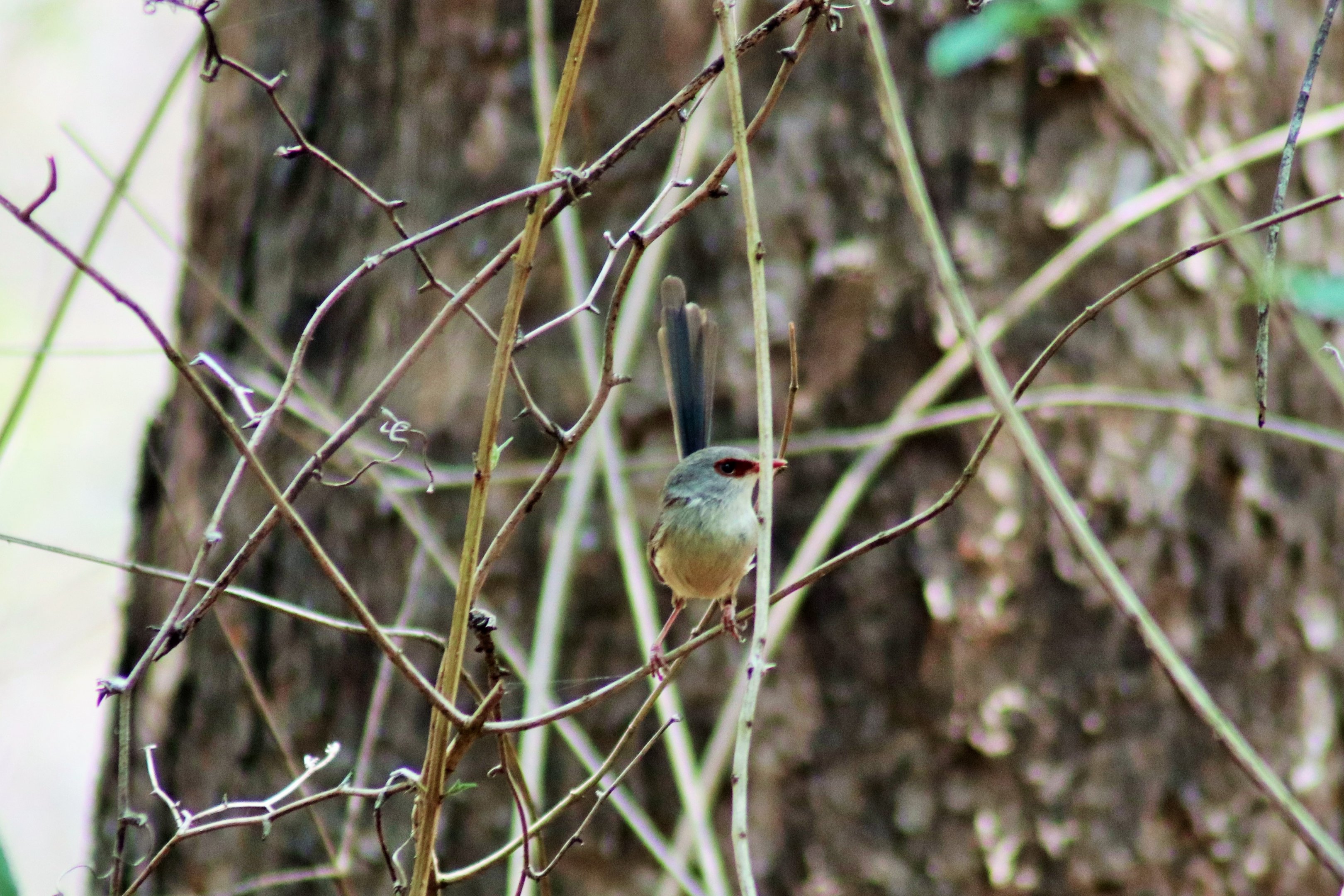Variegated Fairy Wren (Malurus lamberti)