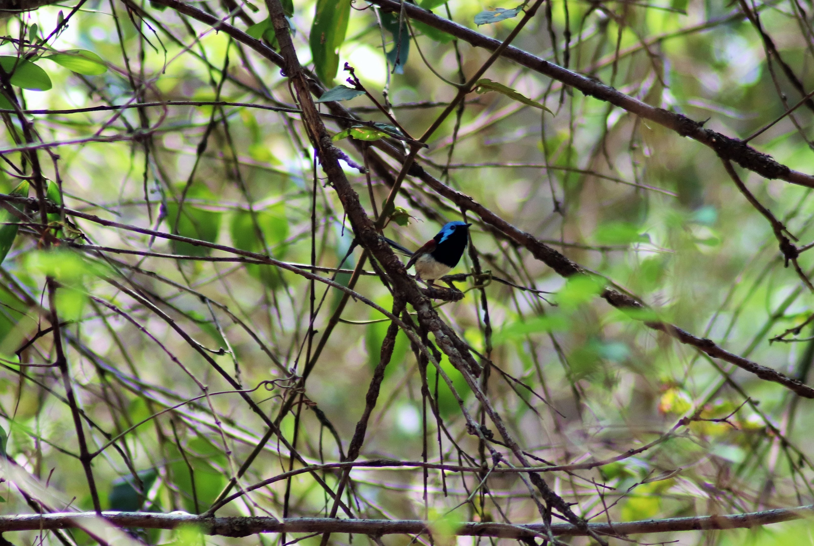 Variegated Fairy Wren (Malurus lamberti)