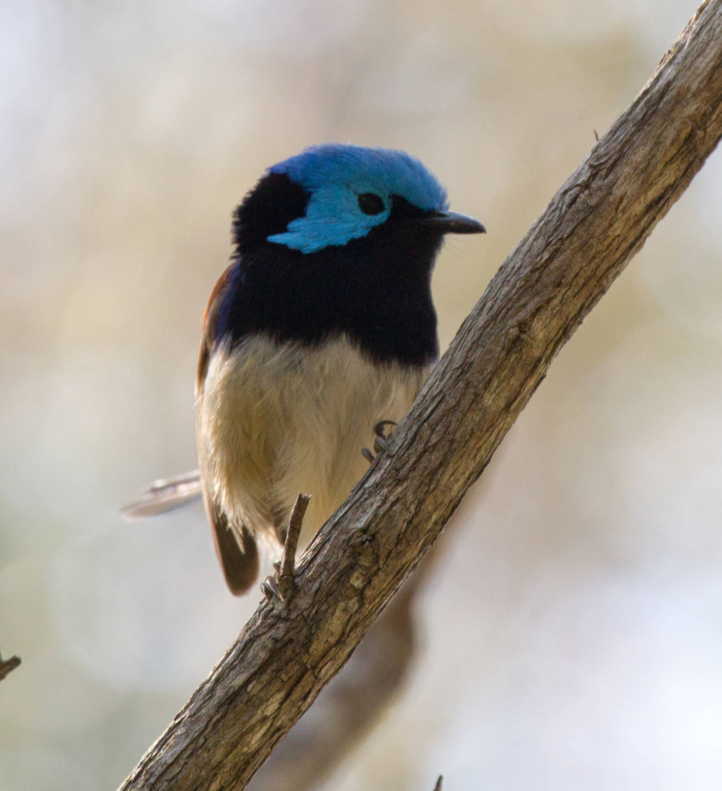 Variegated Fairy Wren