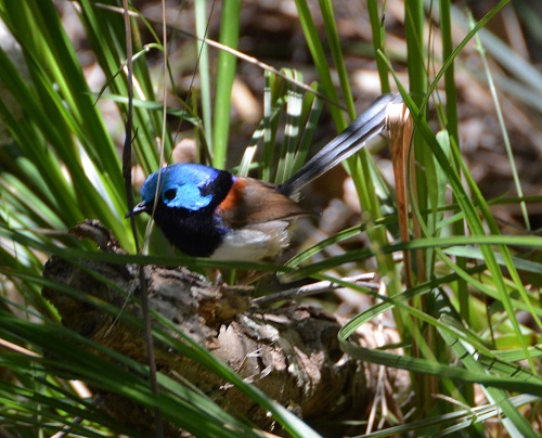 Variegated Fairy-wren