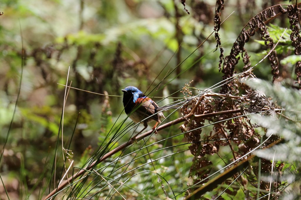 Variegated Fairy Wren