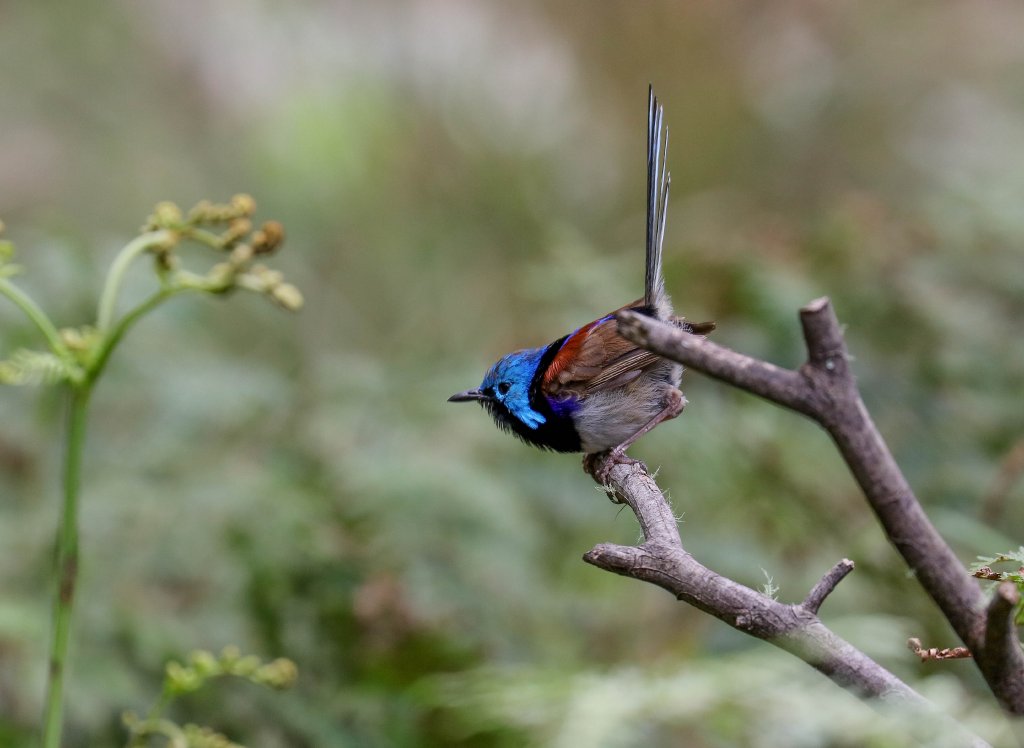 Variegated Fairy Wren