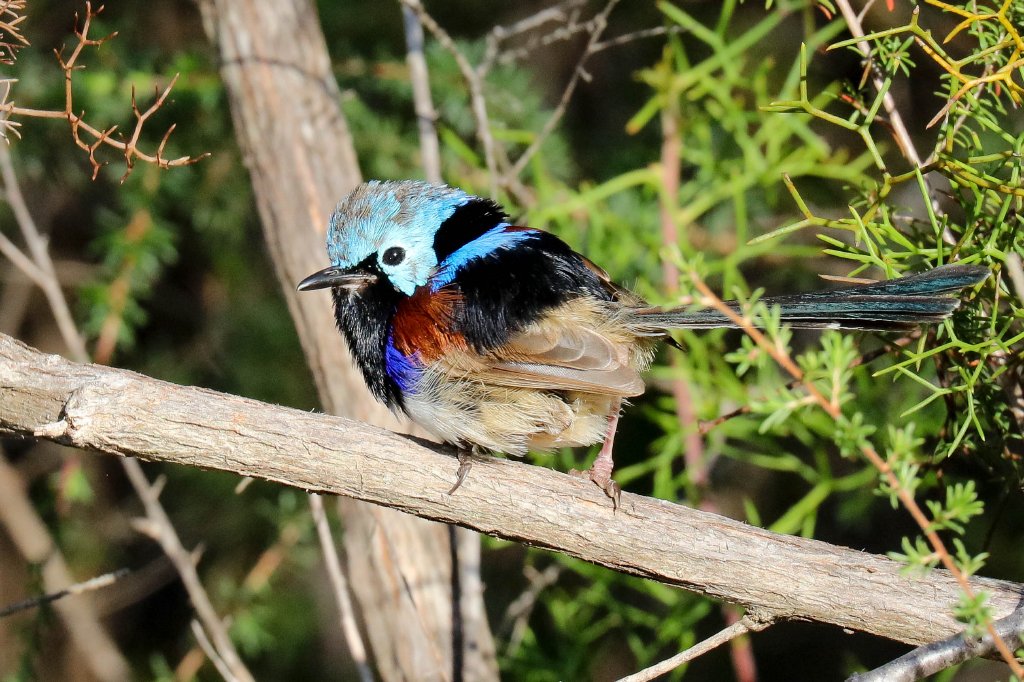 Variegated Fairy Wren