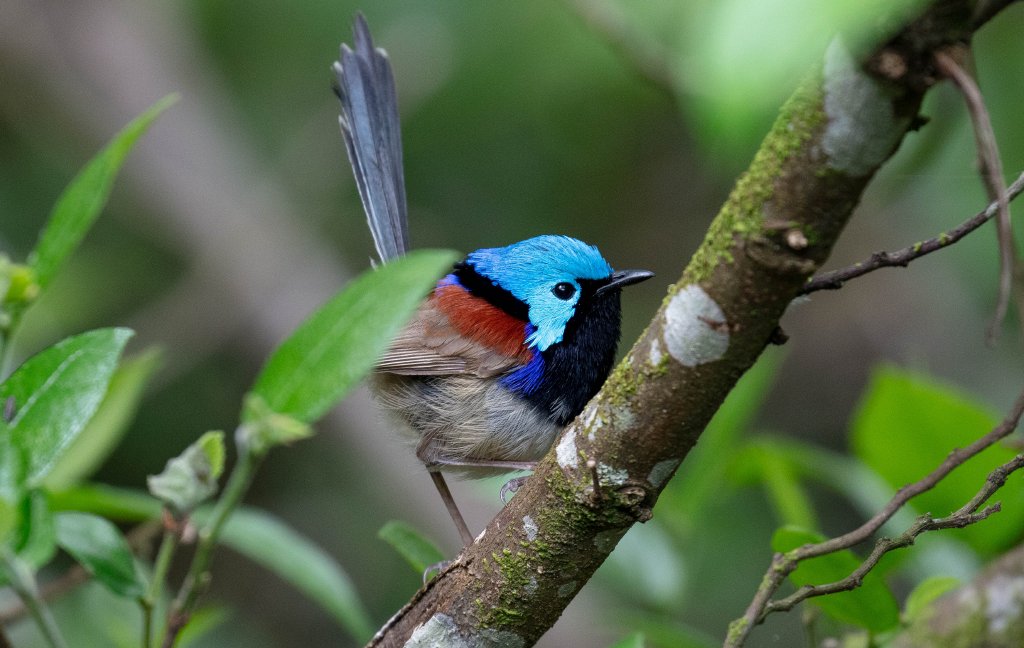 Variegated Fairy Wren