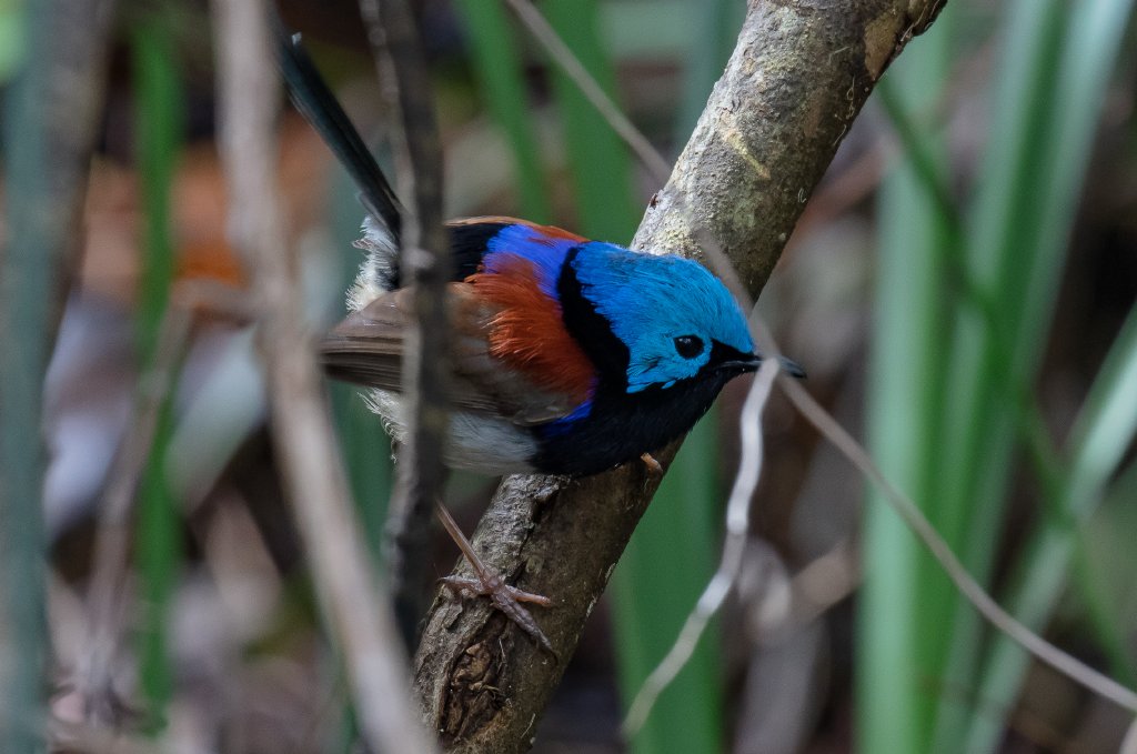 Variegated Fairy Wren
