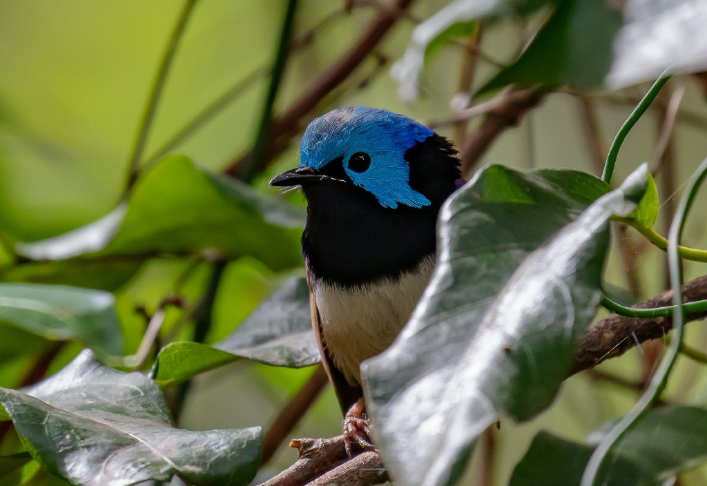 Variegated Fairy Wren