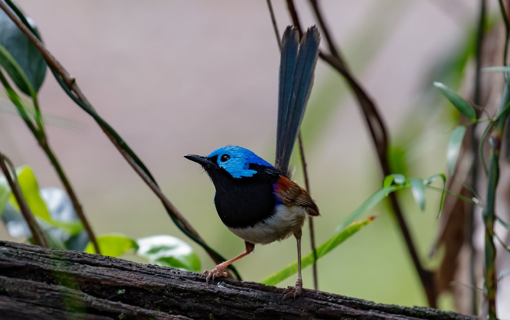 Variegated Fairy Wren