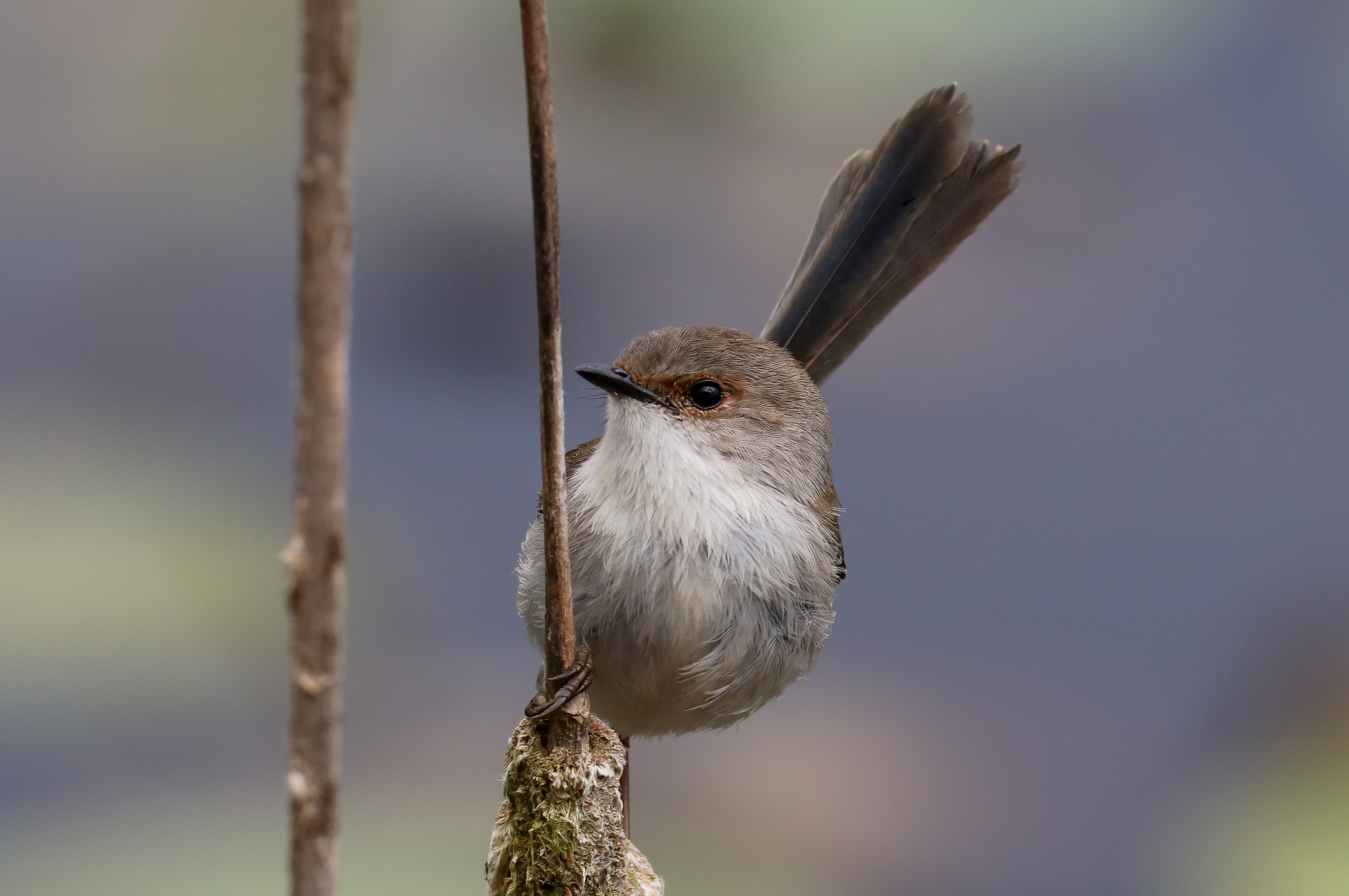 Variegated Fairy Wren