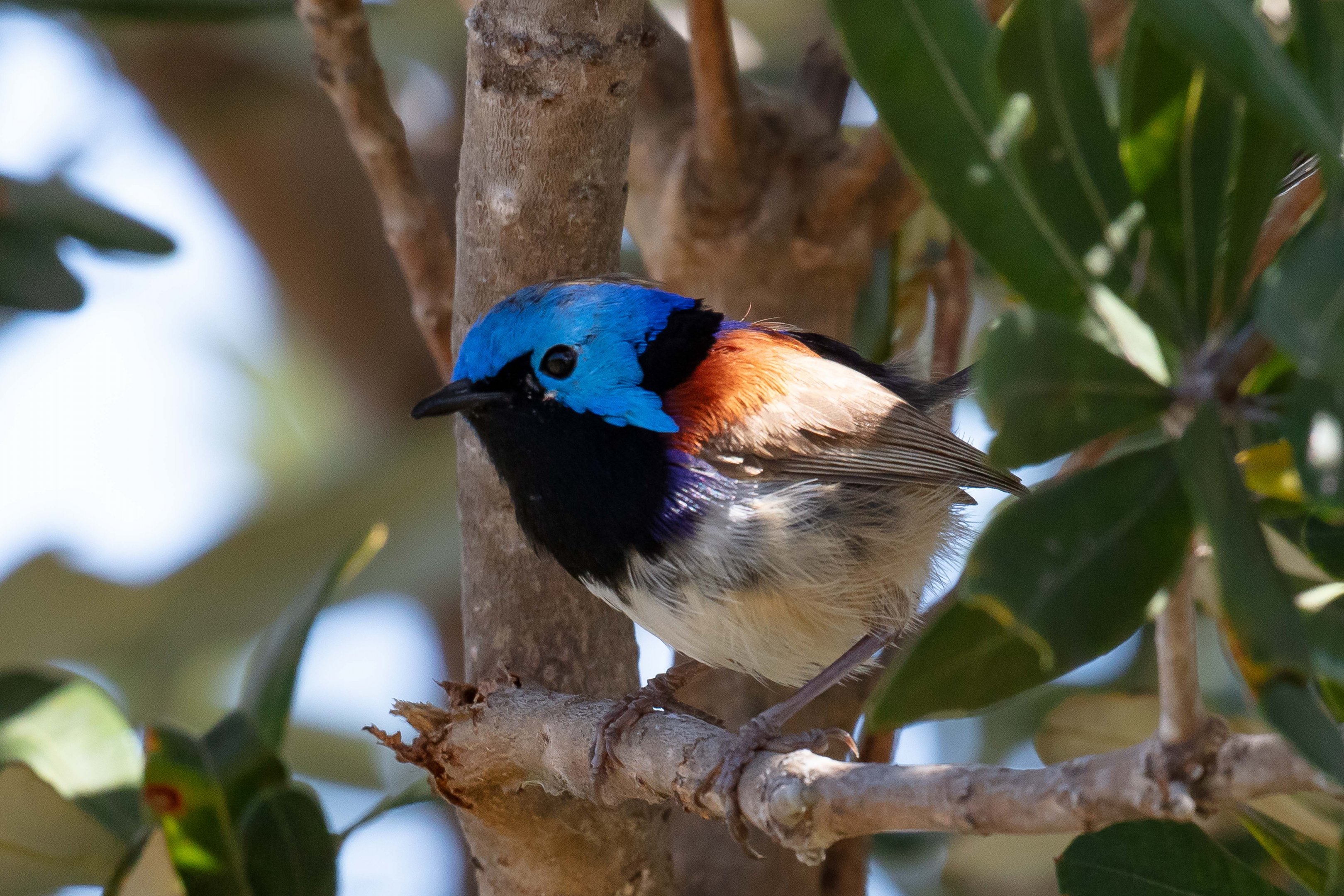 Variegated Fairy Wren