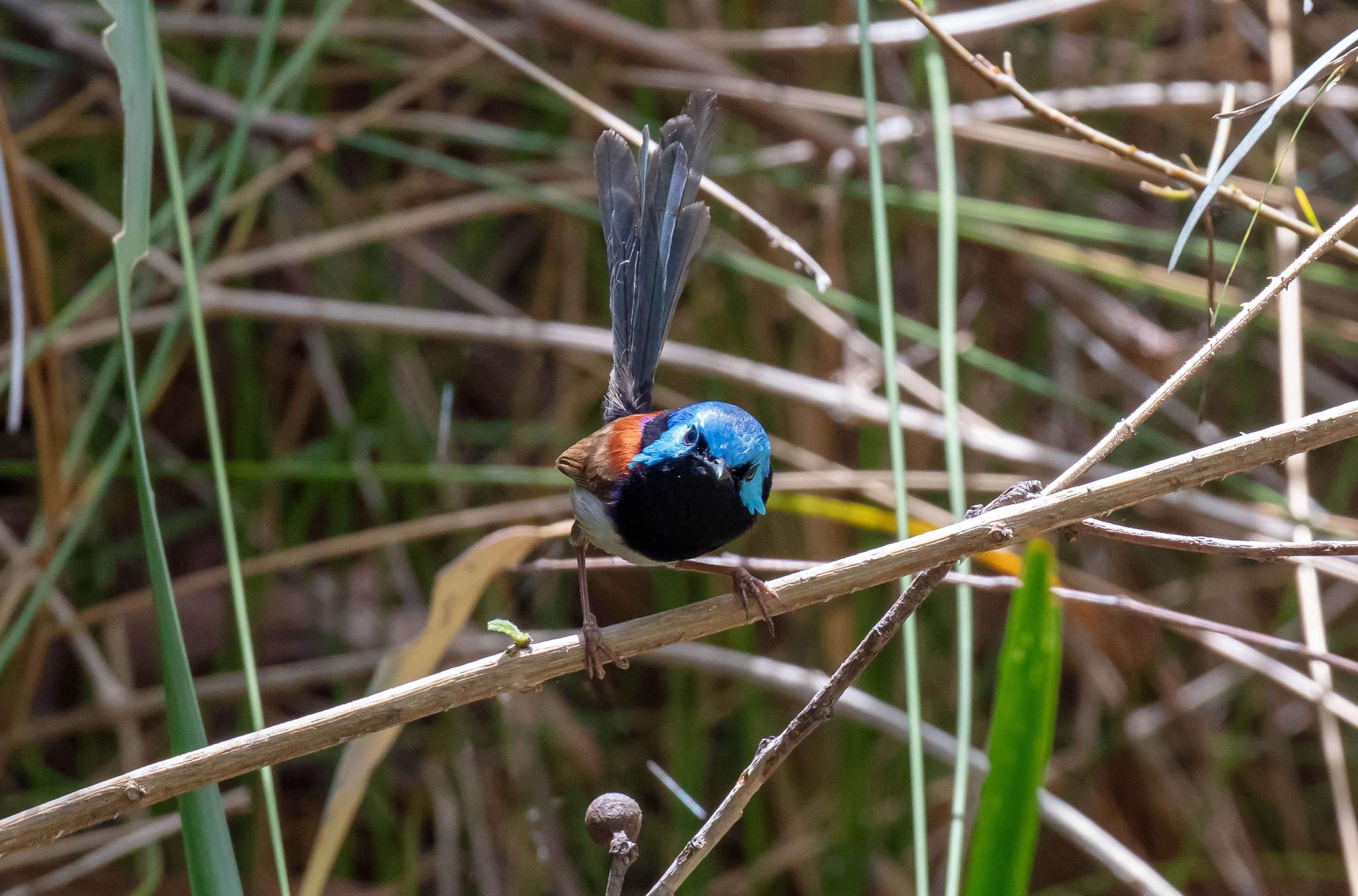 Variegated Fairy-wren