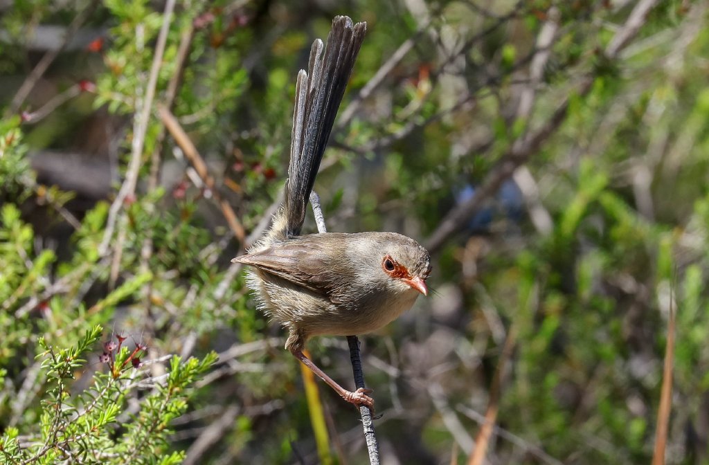 Variegated Fairywren female