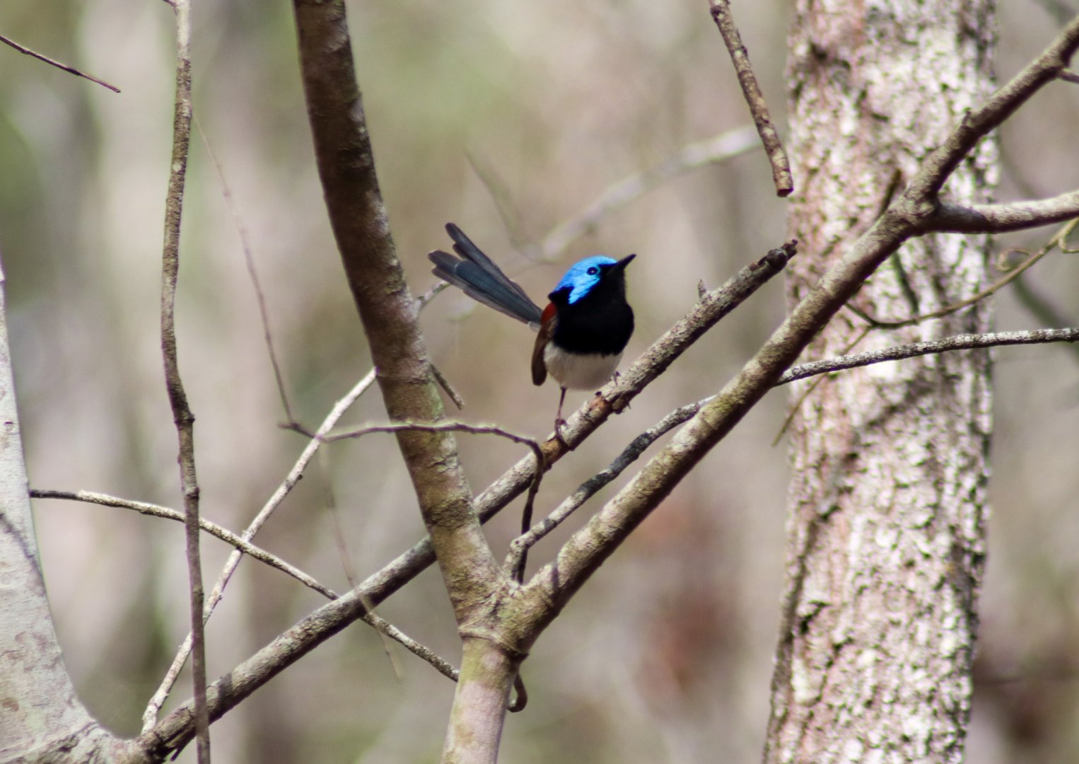 Variegated Fairywren (Malurus lamberti)