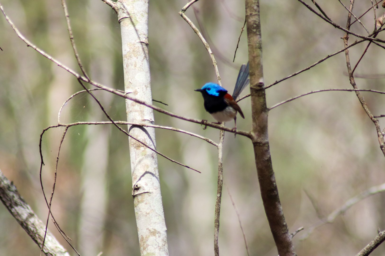 Variegated Fairywren (Malurus lamberti)