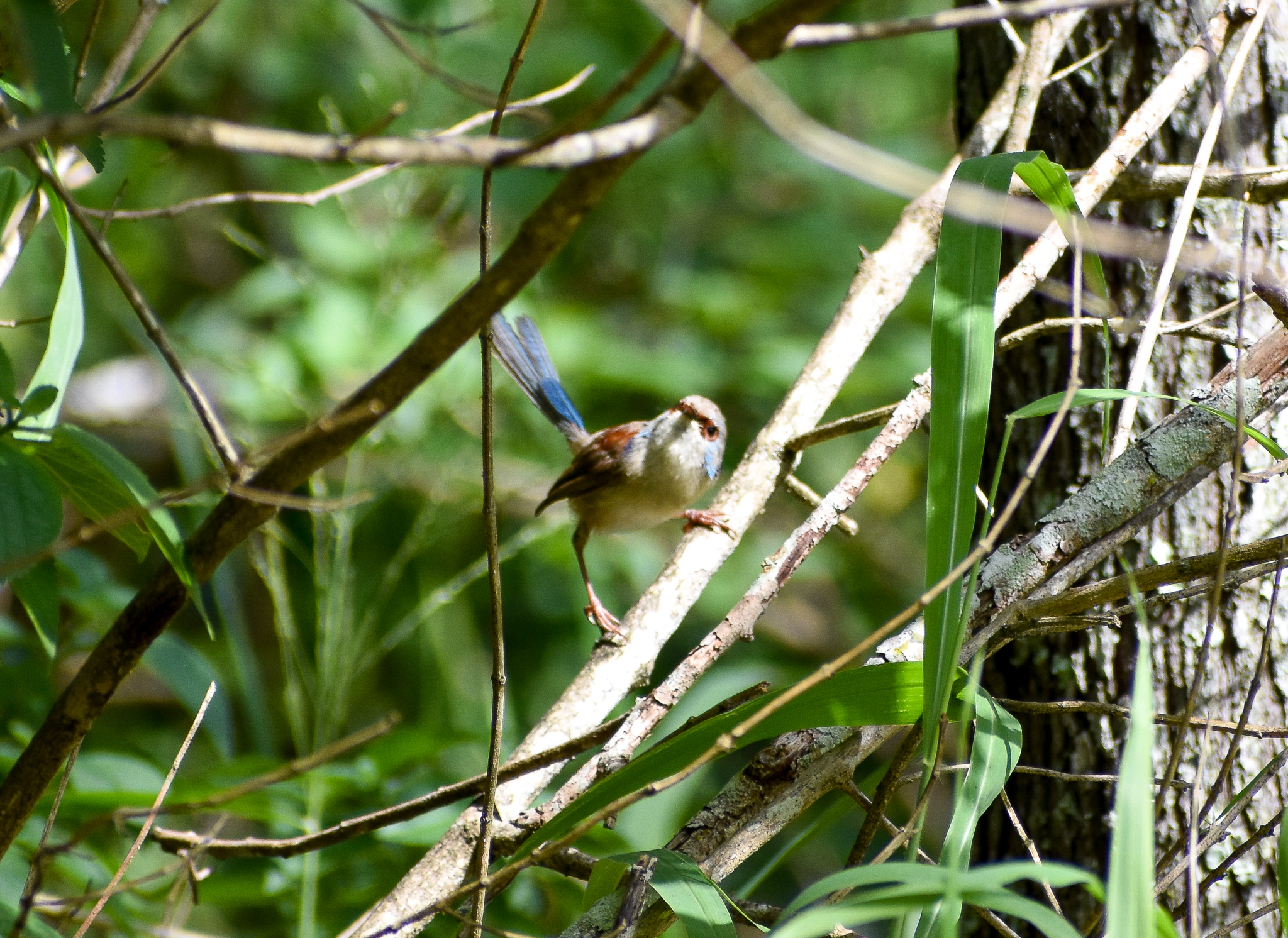 Variegated Fairywren (Malurus lamberti)