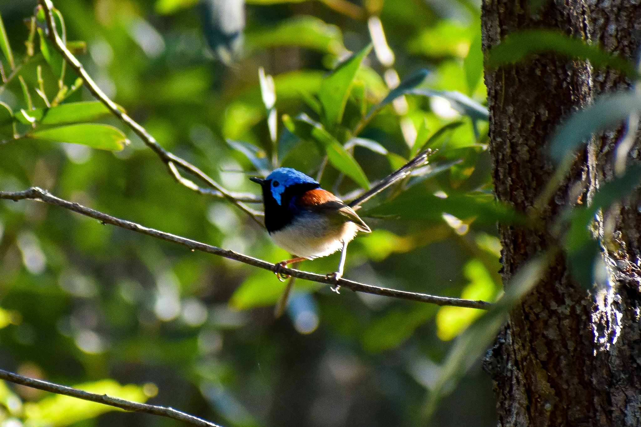 Variegated Fairywren (Malurus lamberti)