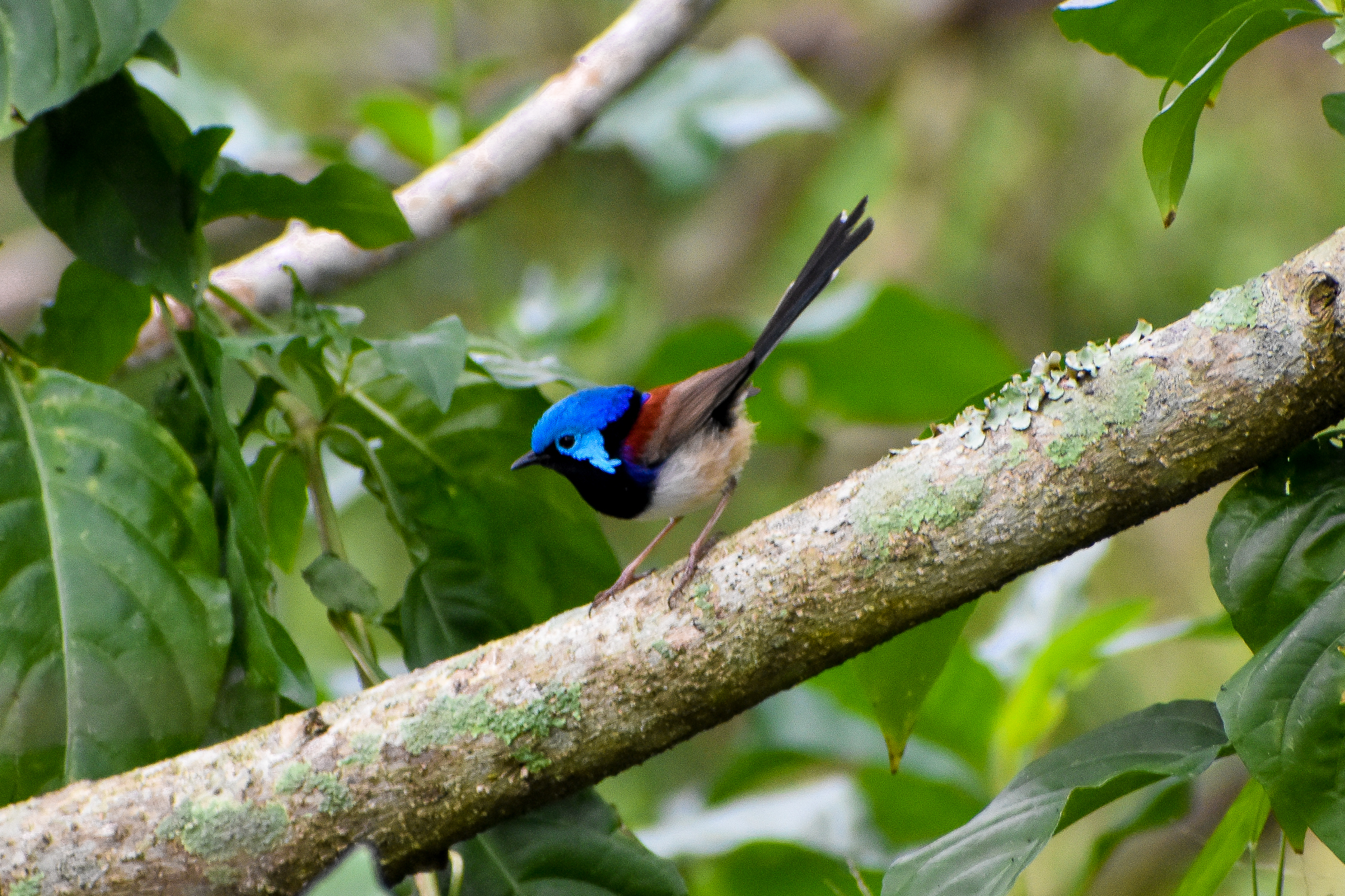 Variegated Fairywren (Malurus lamberti)