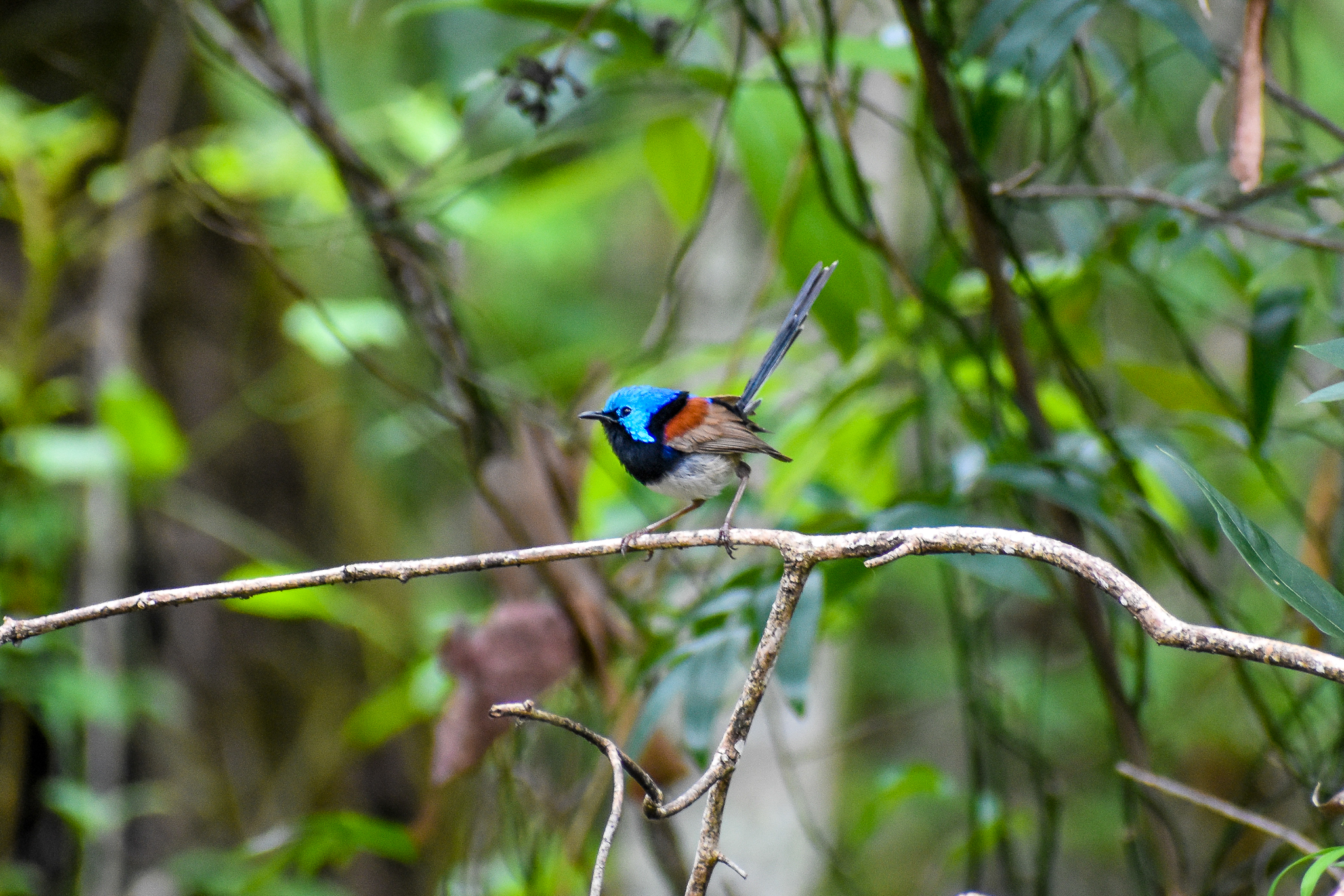 Variegated Fairywren (Malurus lamberti)