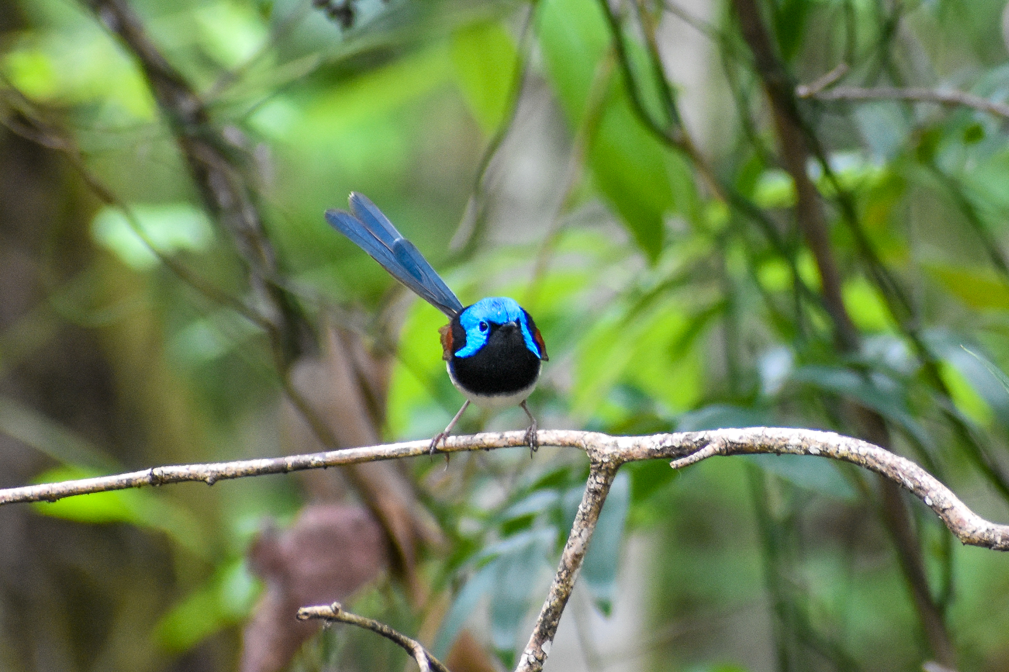 Variegated Fairywren (Malurus lamberti)