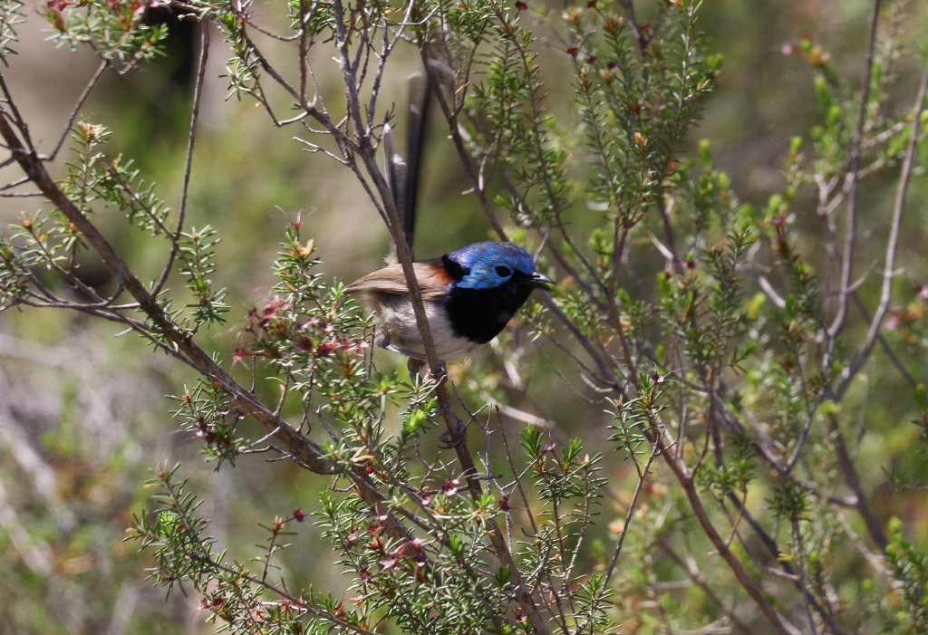 Variegated Fairywren