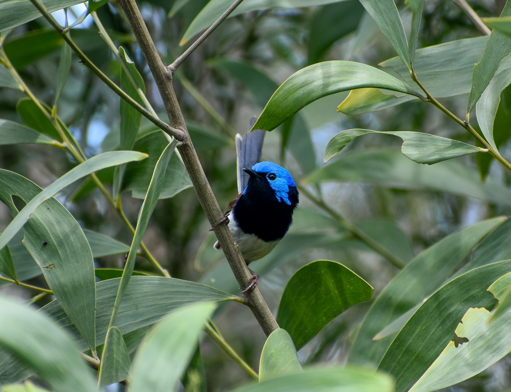Variegated Fairywren