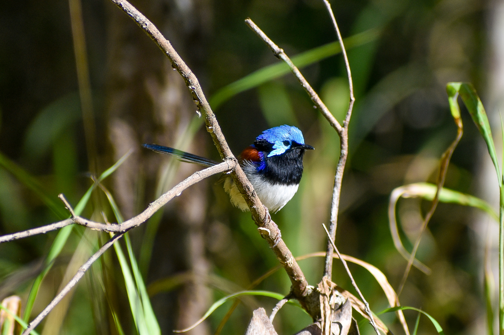 Variegated Fairywren