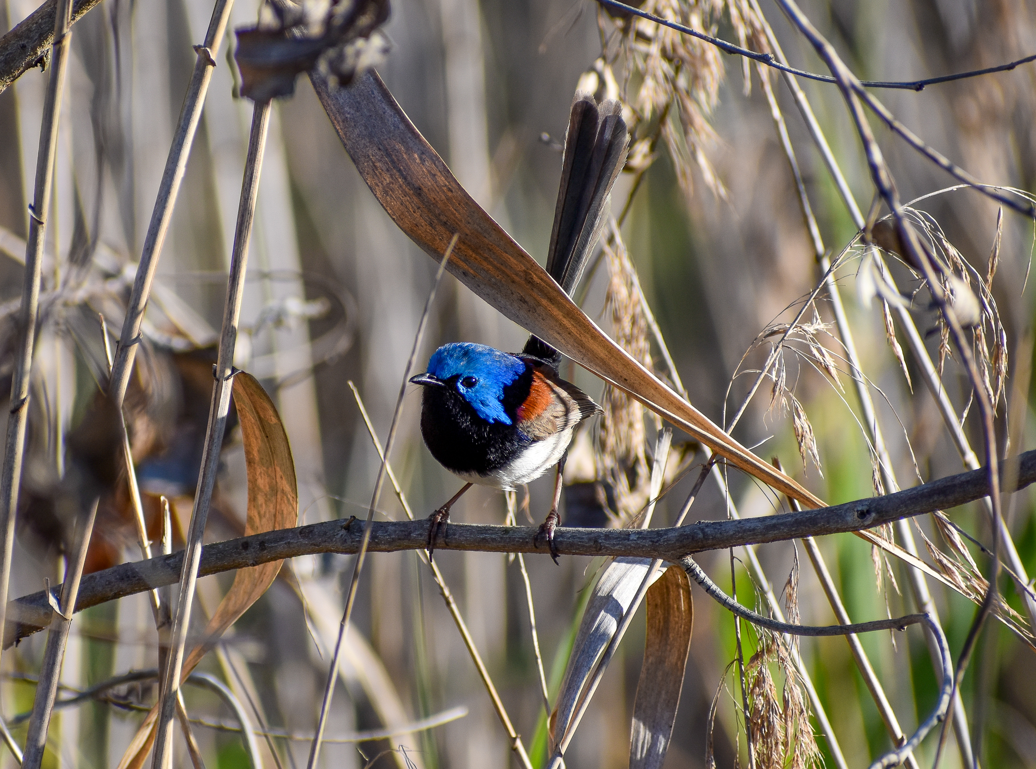 Variegated Fairywren