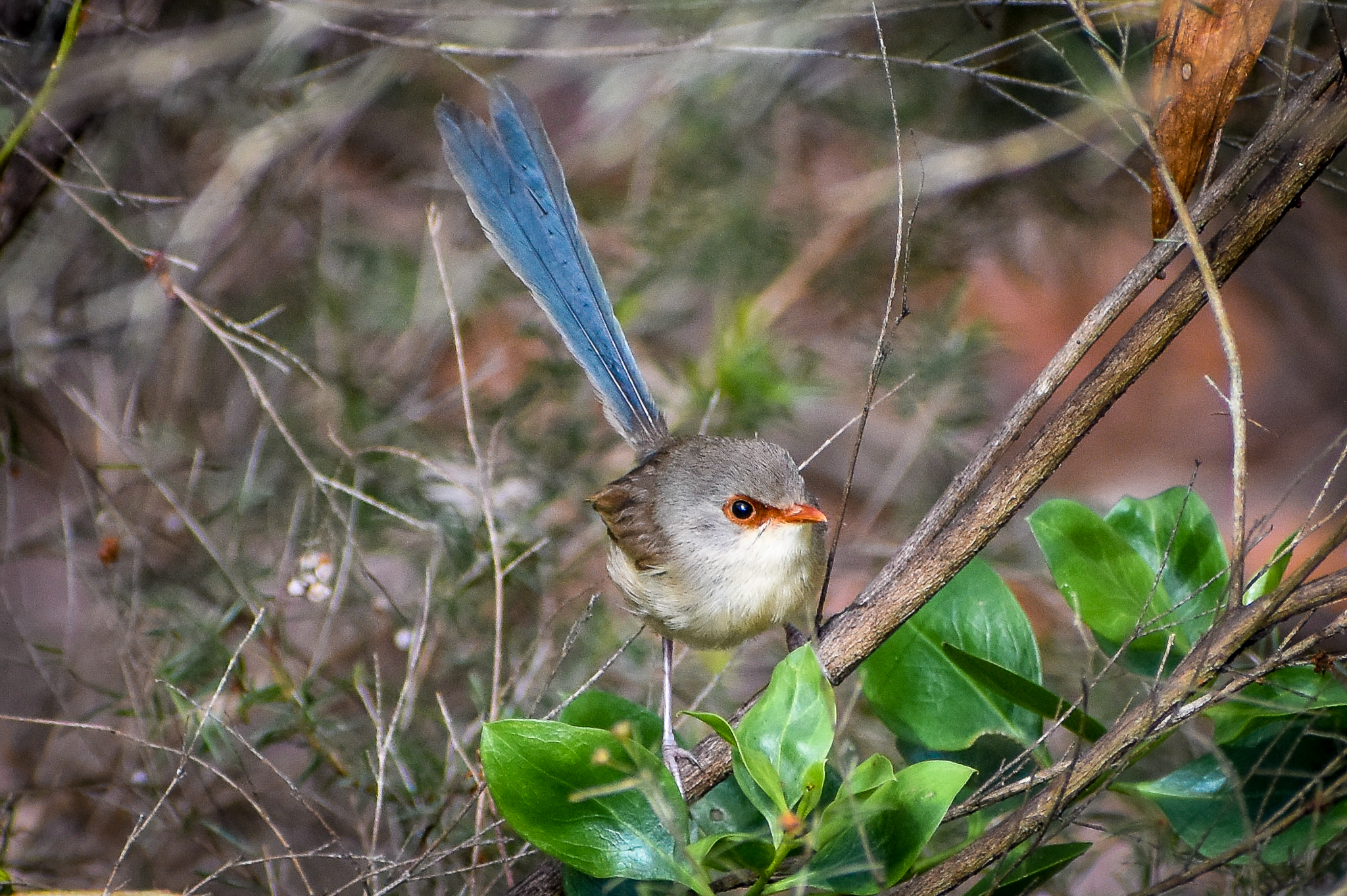 Variegated Fairywren