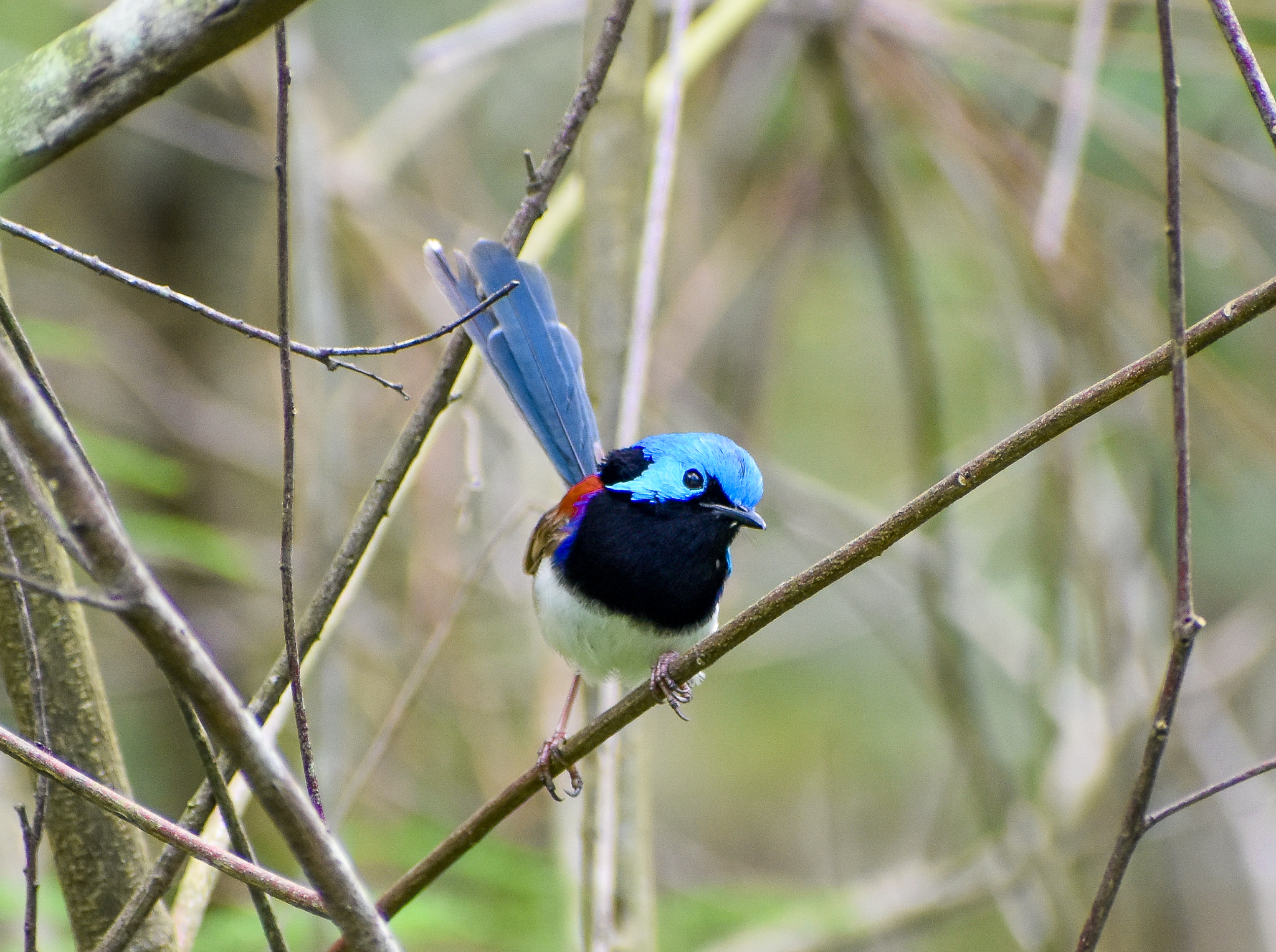Variegated Fairywren