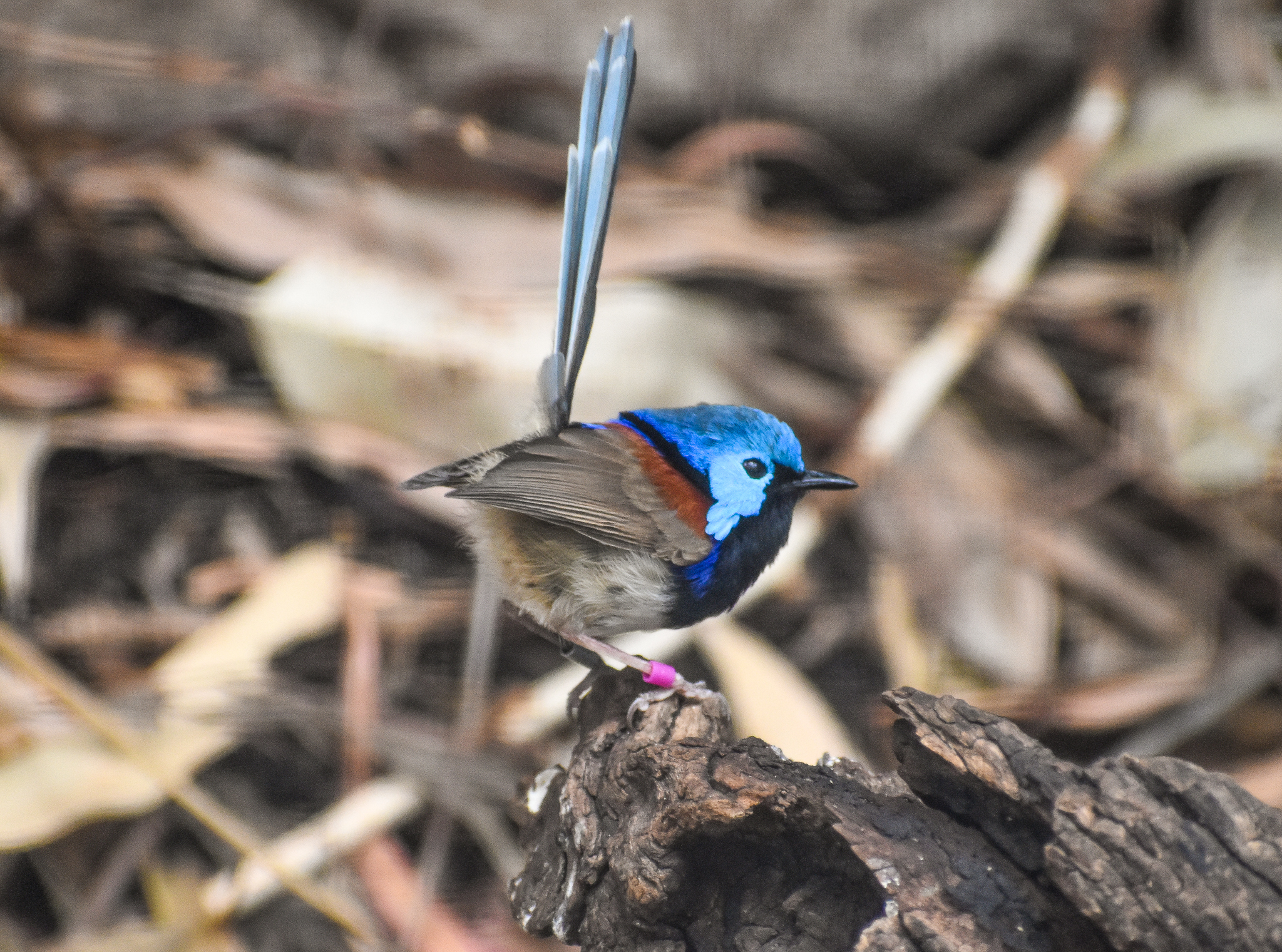 Variegated Fairywren