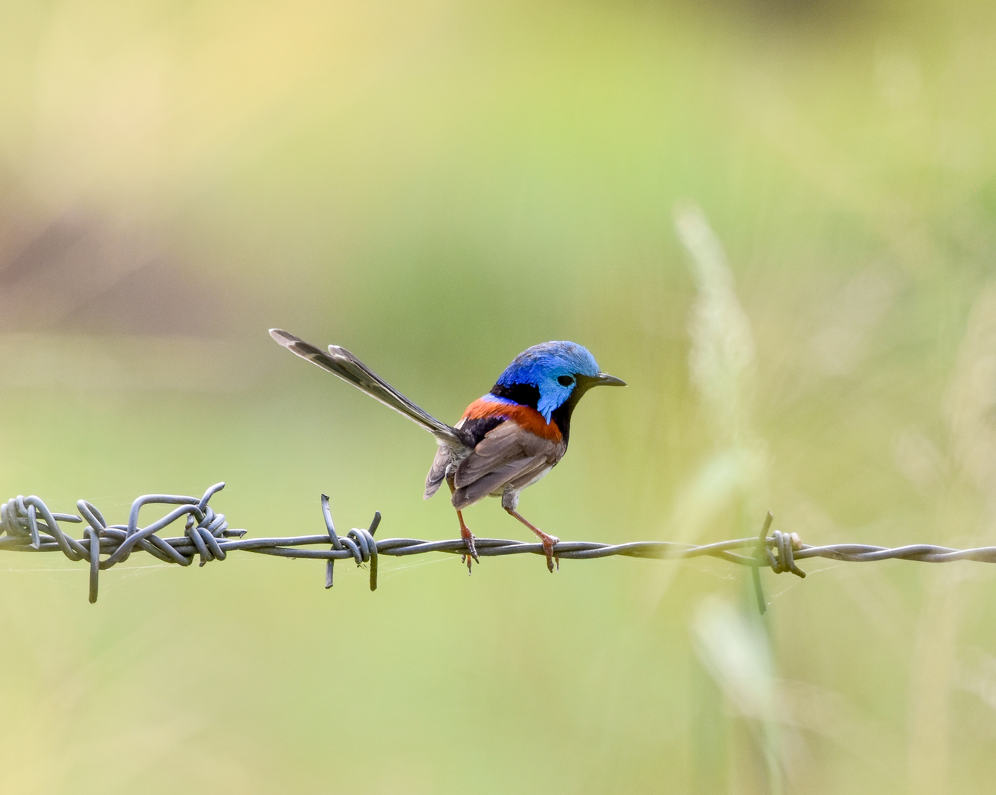 Variegated Fairywren