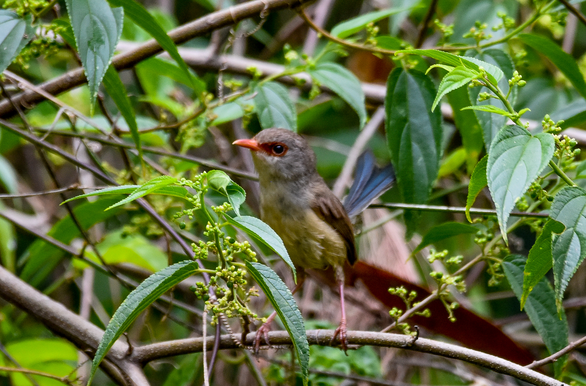 Variegated Fairywren