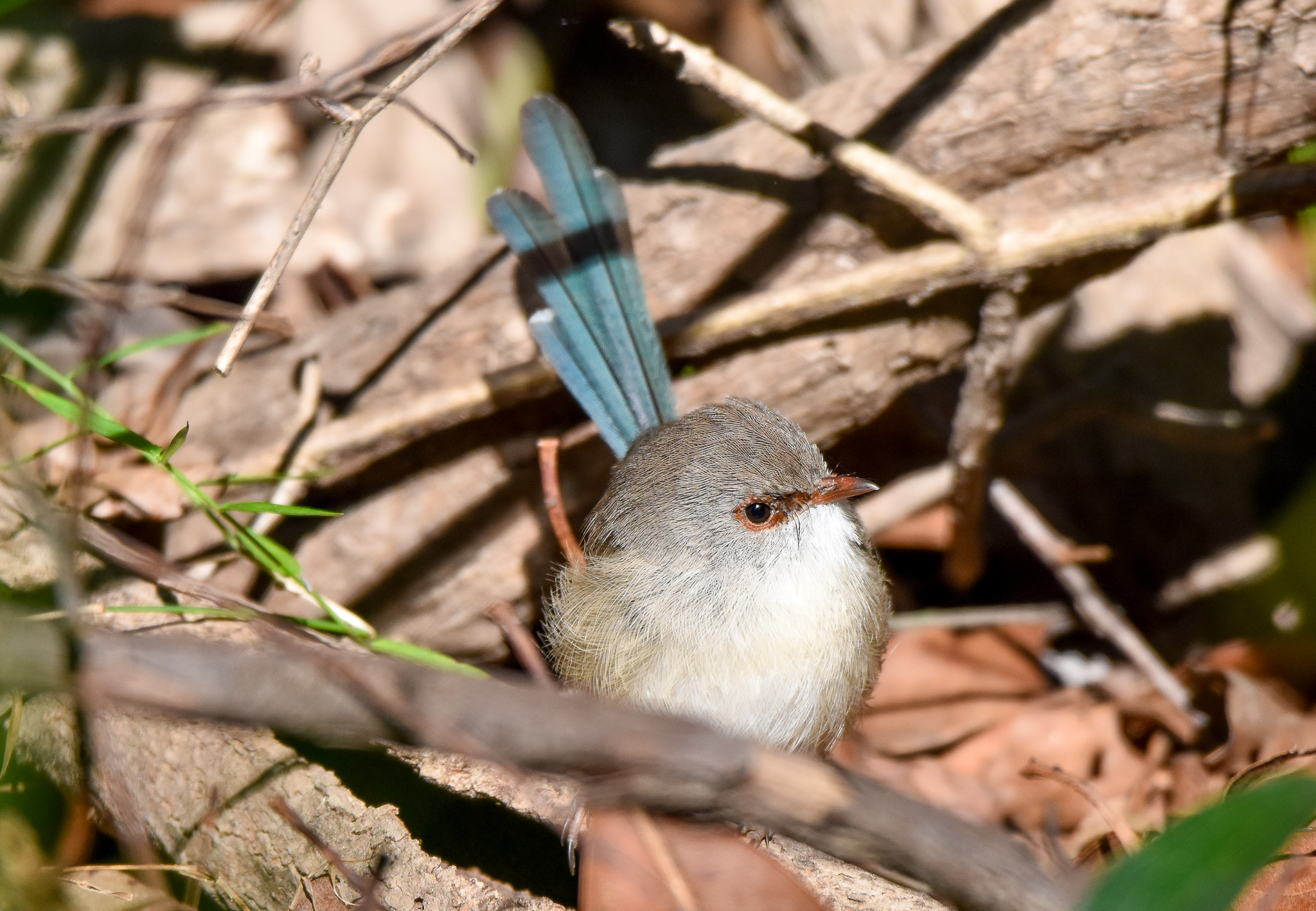 Variegated Fairywren