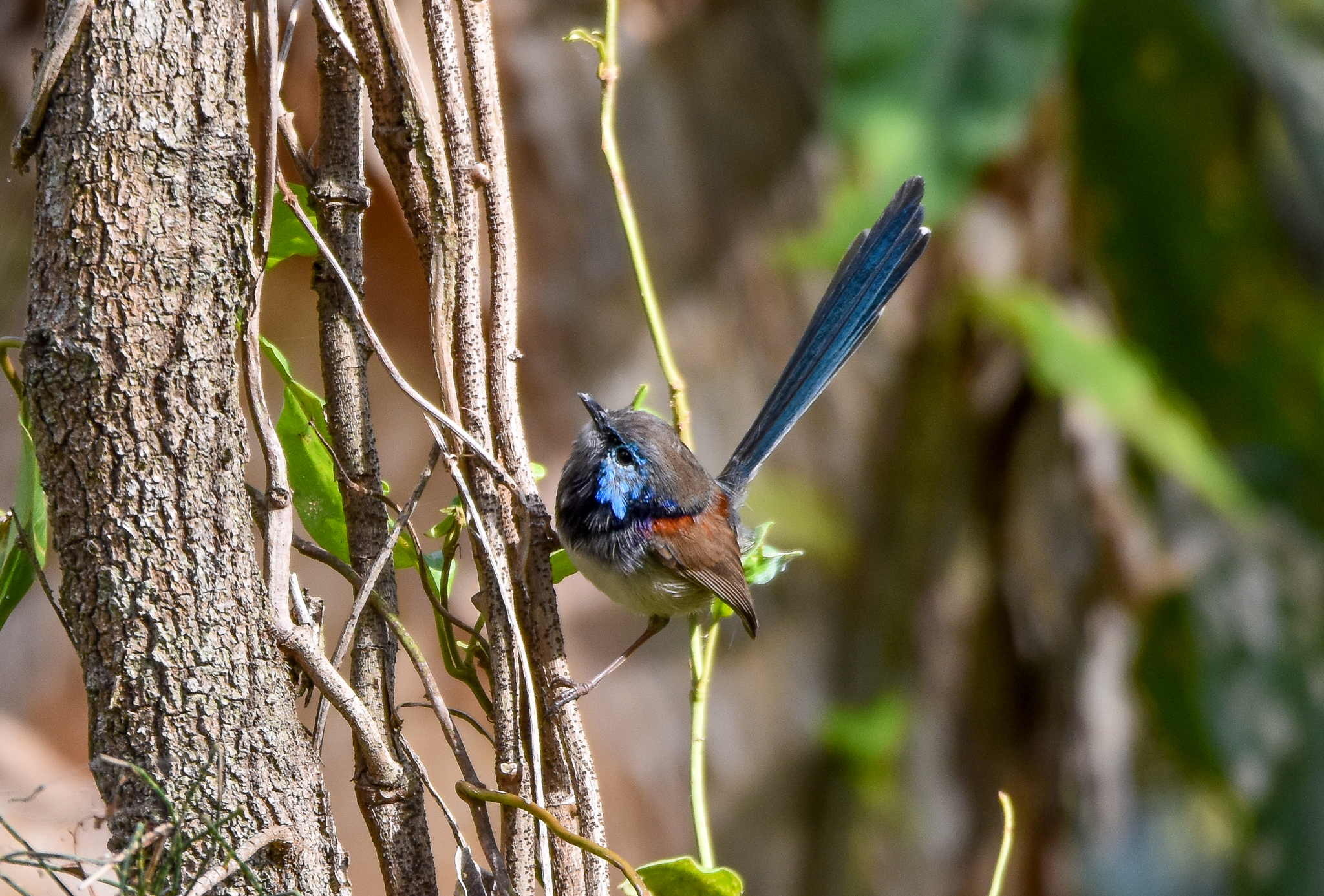 Variegated Fairywren