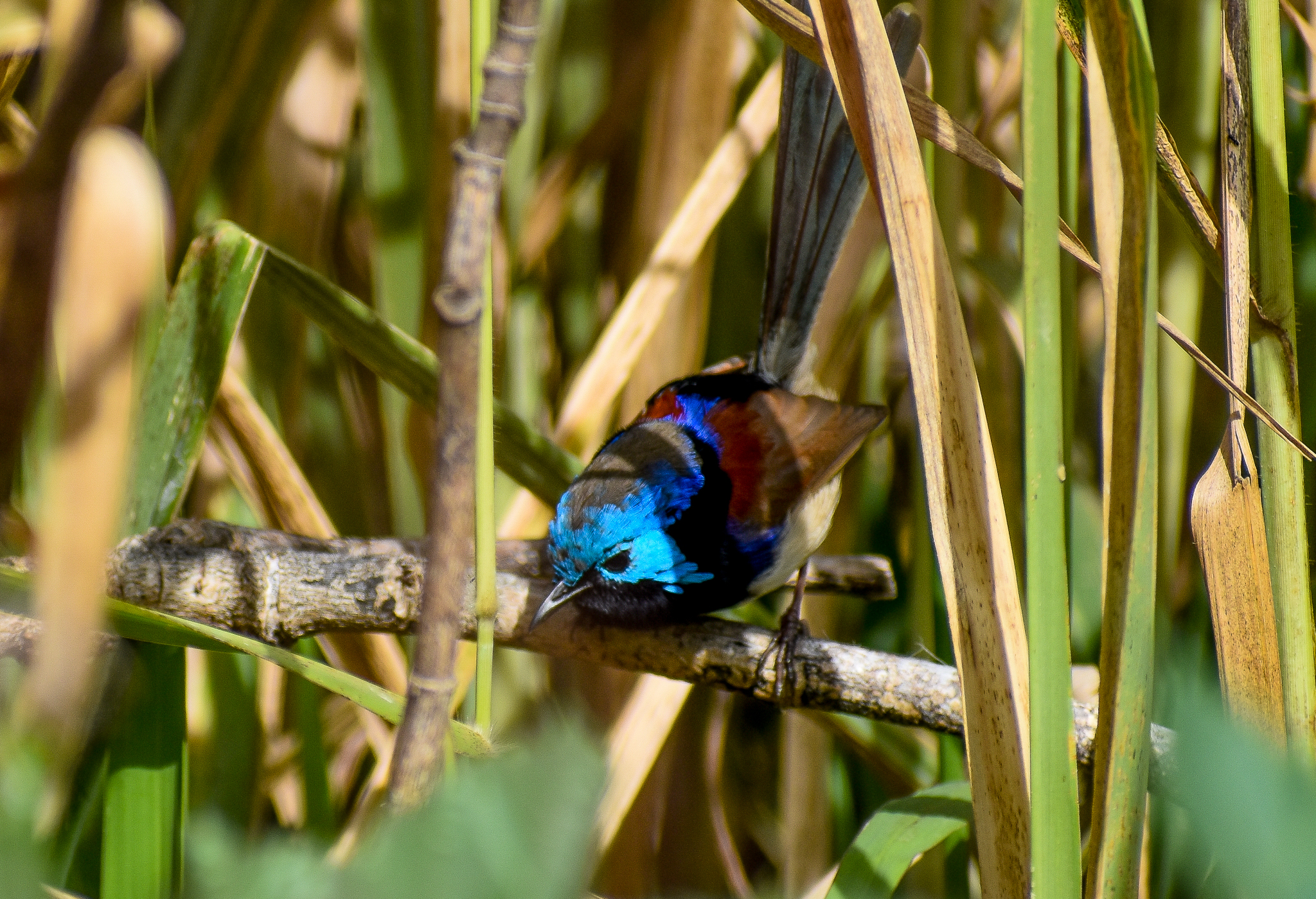 Variegated Fairywren