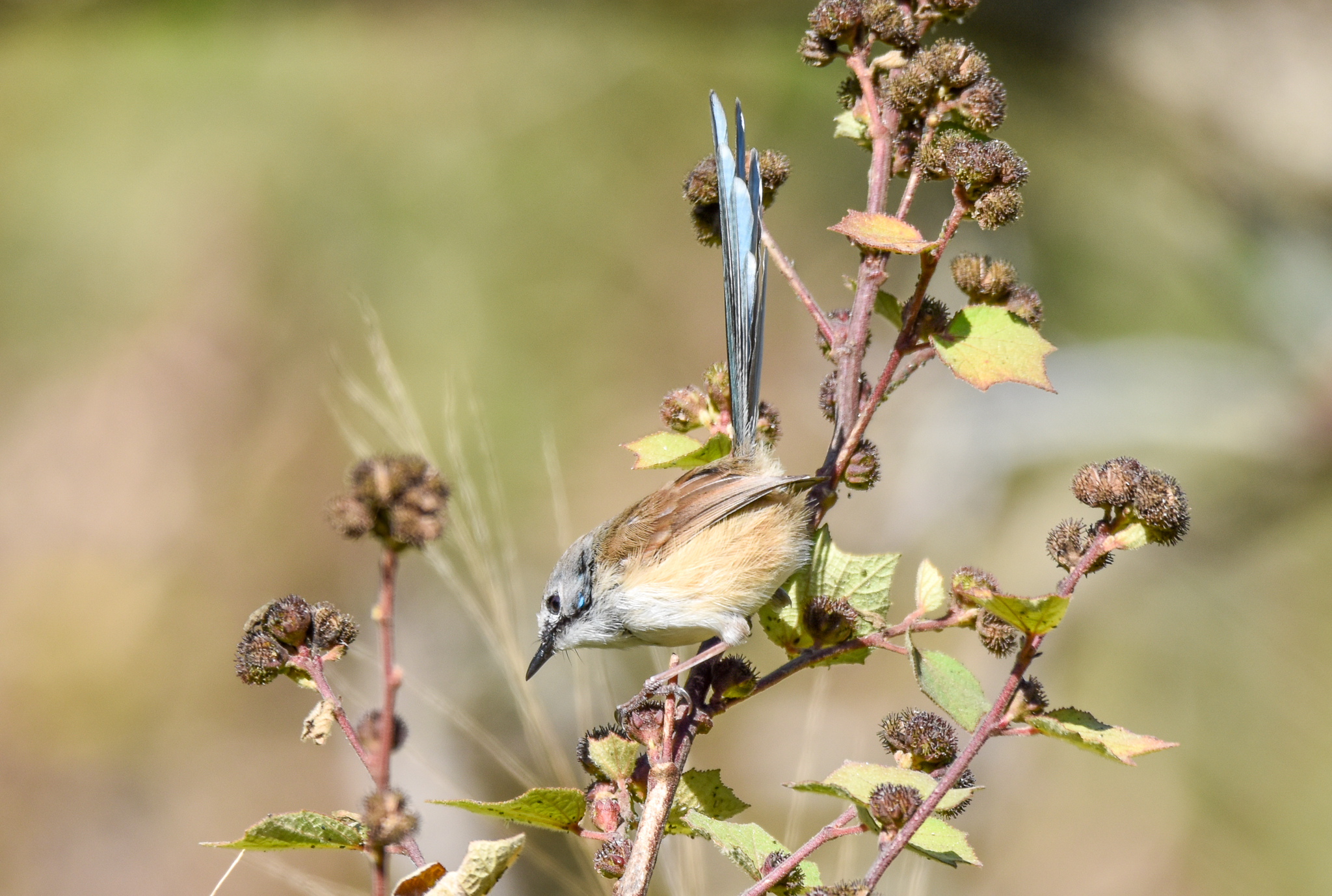 Variegated Fairywren