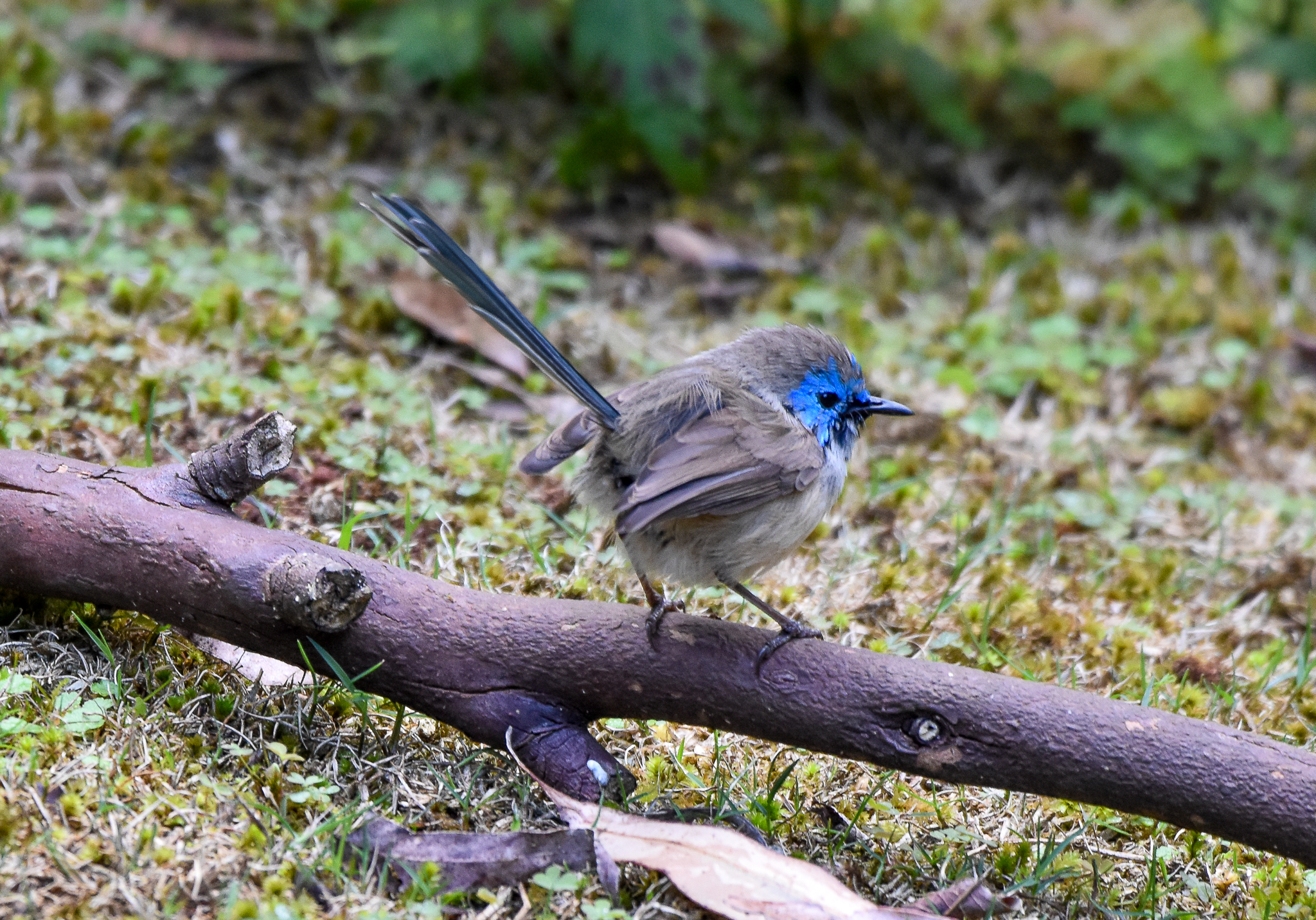 Variegated Fairywren