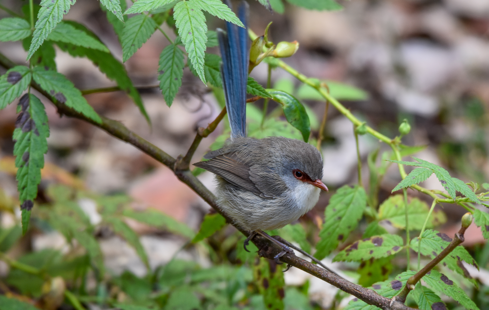 Variegated Fairywren