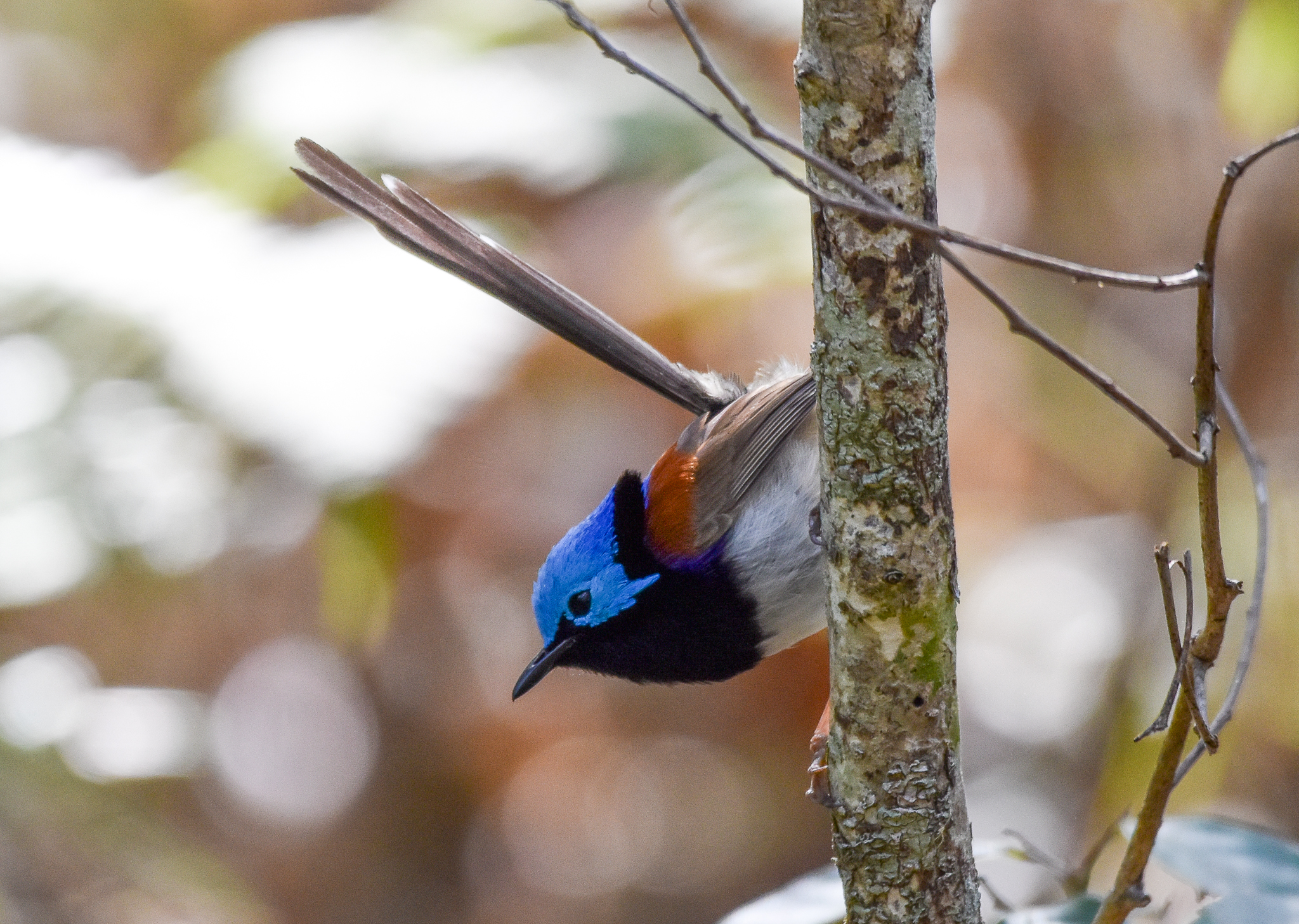 Variegated Fairywren