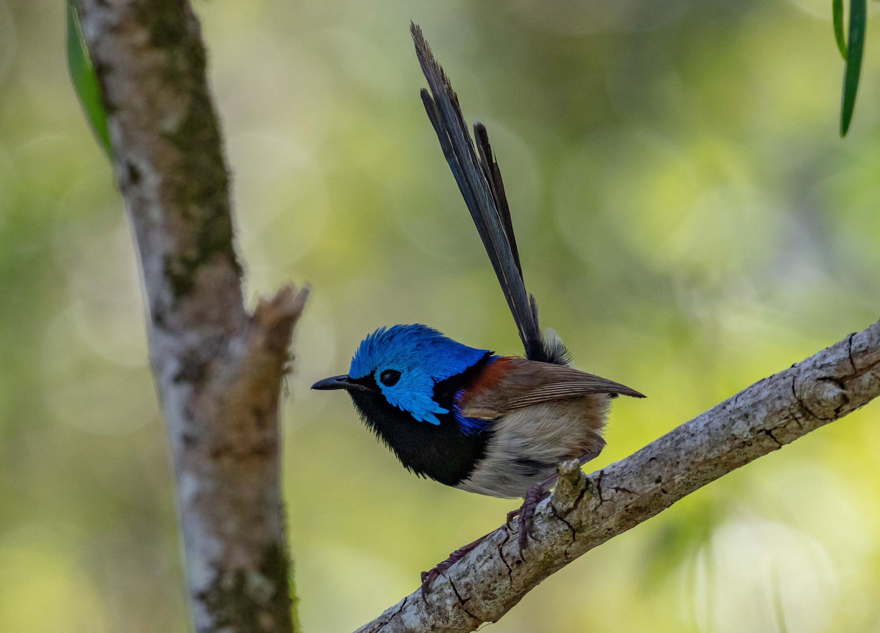 Variegated Fairywren