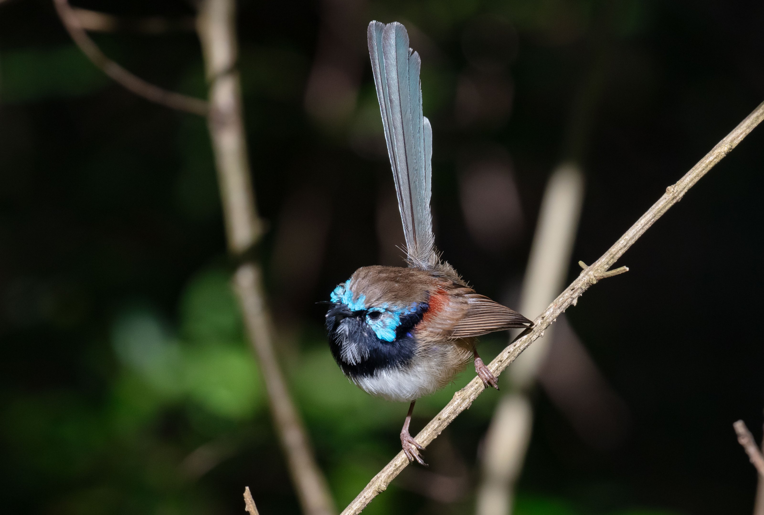 Variegated Fairywren