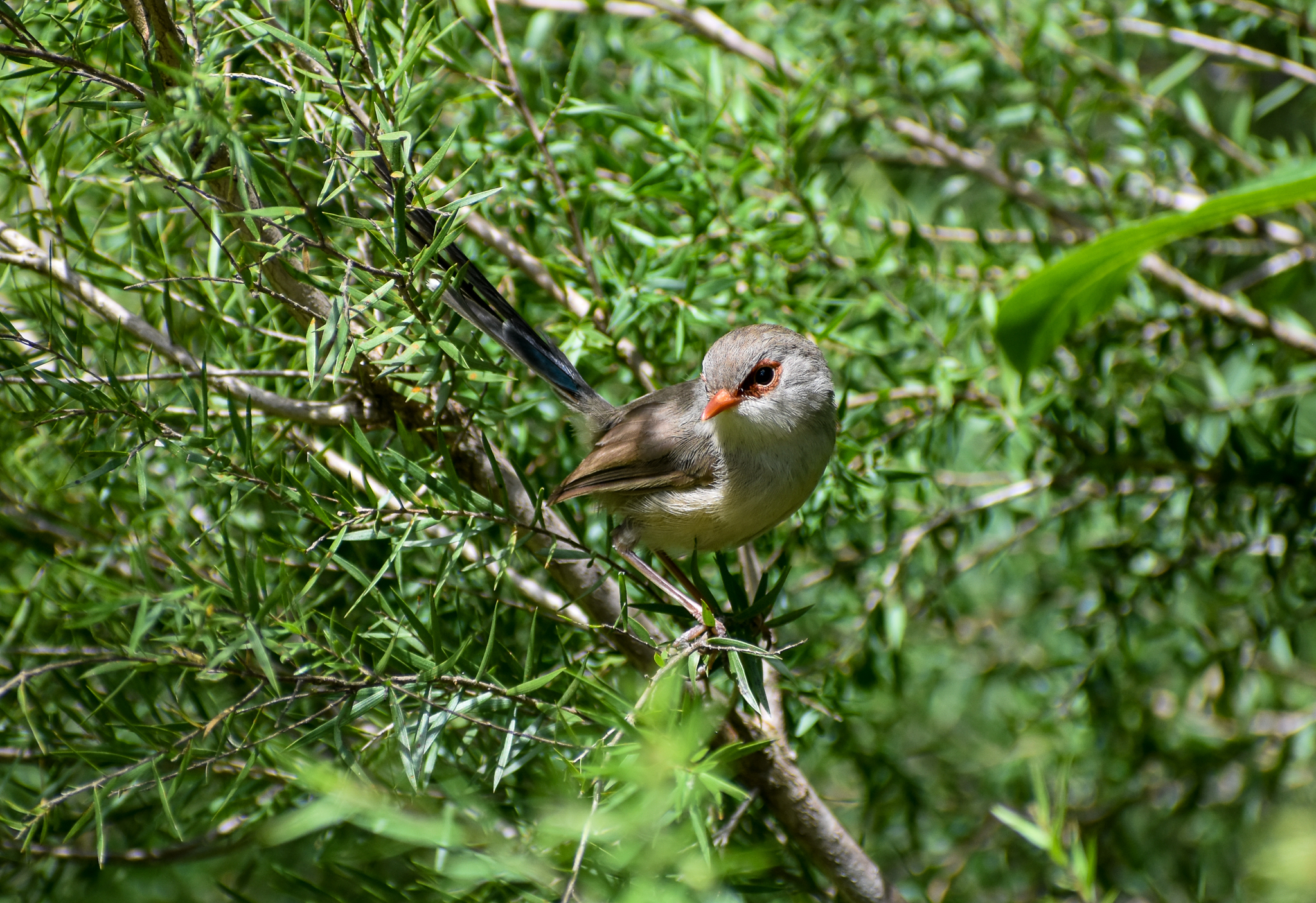 Variegated Fairywren